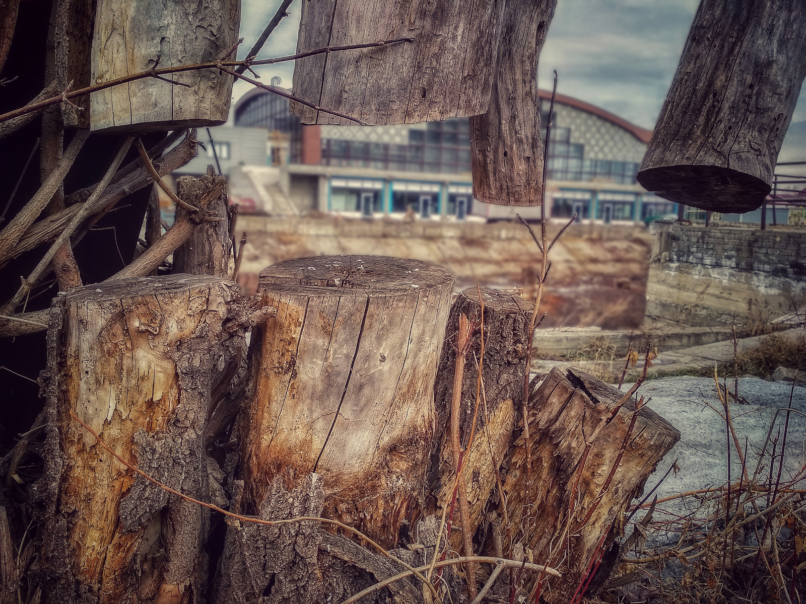 Struck but not broken - My, The photo, Confrontation, Tree, Power lines, Barnaul, Longpost