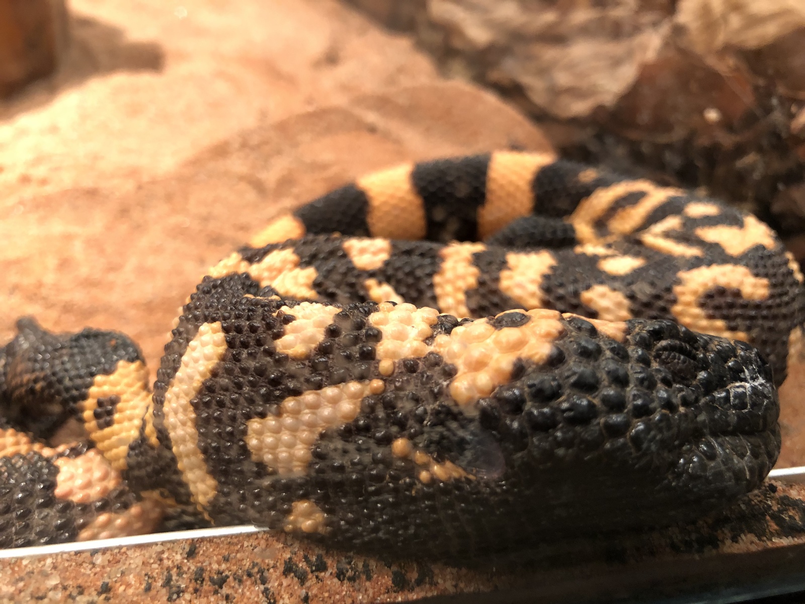 Skansen Terrarium - My, Snake, Insects, Lizard, Nature, Aquarium, Terrarium, Natural history, Animals, Longpost