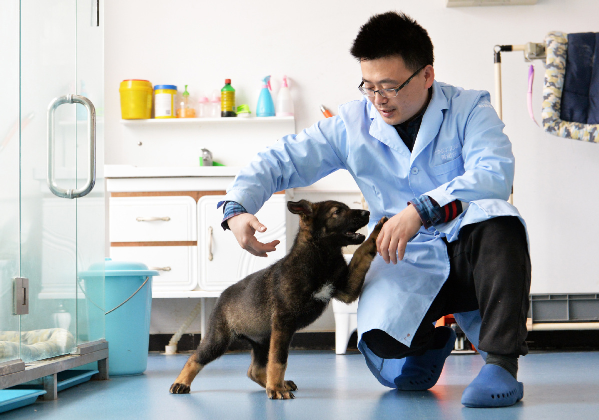 The first cloned police dog in China. - Dog, China, Clones, Cloning, Tjournal, Longpost