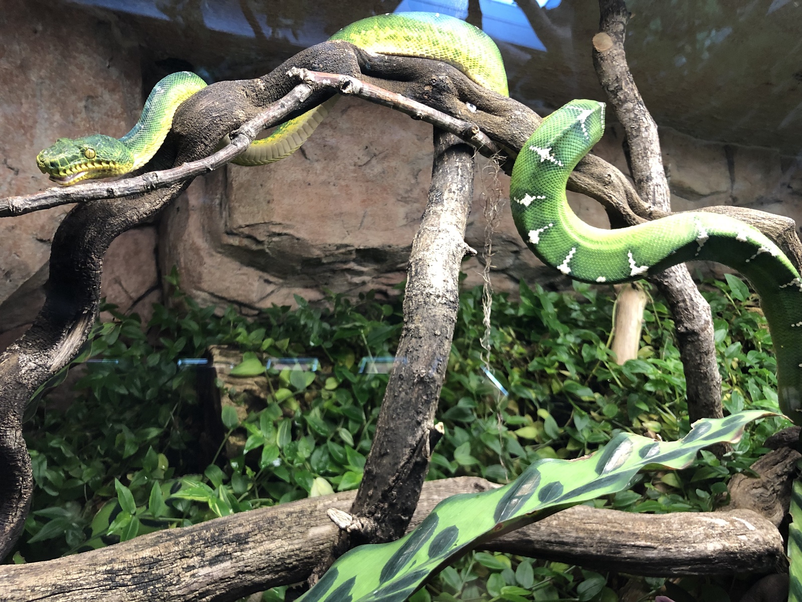 Skansen Terrarium - My, Snake, Insects, Lizard, Nature, Aquarium, Terrarium, Natural history, Animals, Longpost