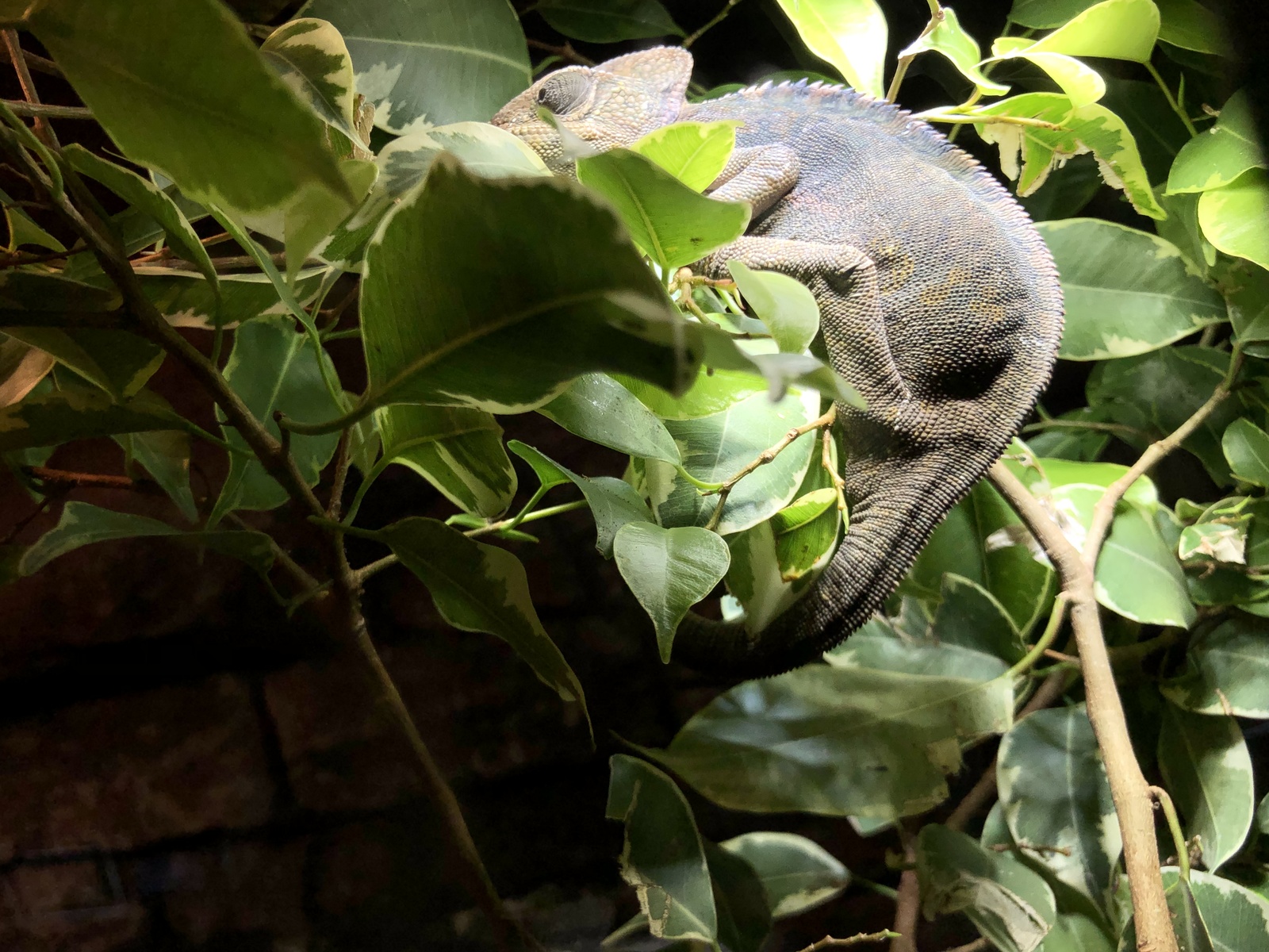 Skansen Terrarium - My, Snake, Insects, Lizard, Nature, Aquarium, Terrarium, Natural history, Animals, Longpost