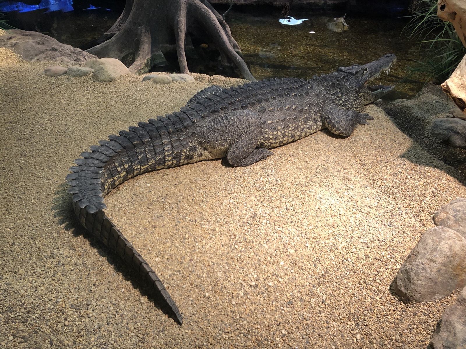 Skansen Terrarium - My, Snake, Insects, Lizard, Nature, Aquarium, Terrarium, Natural history, Animals, Longpost