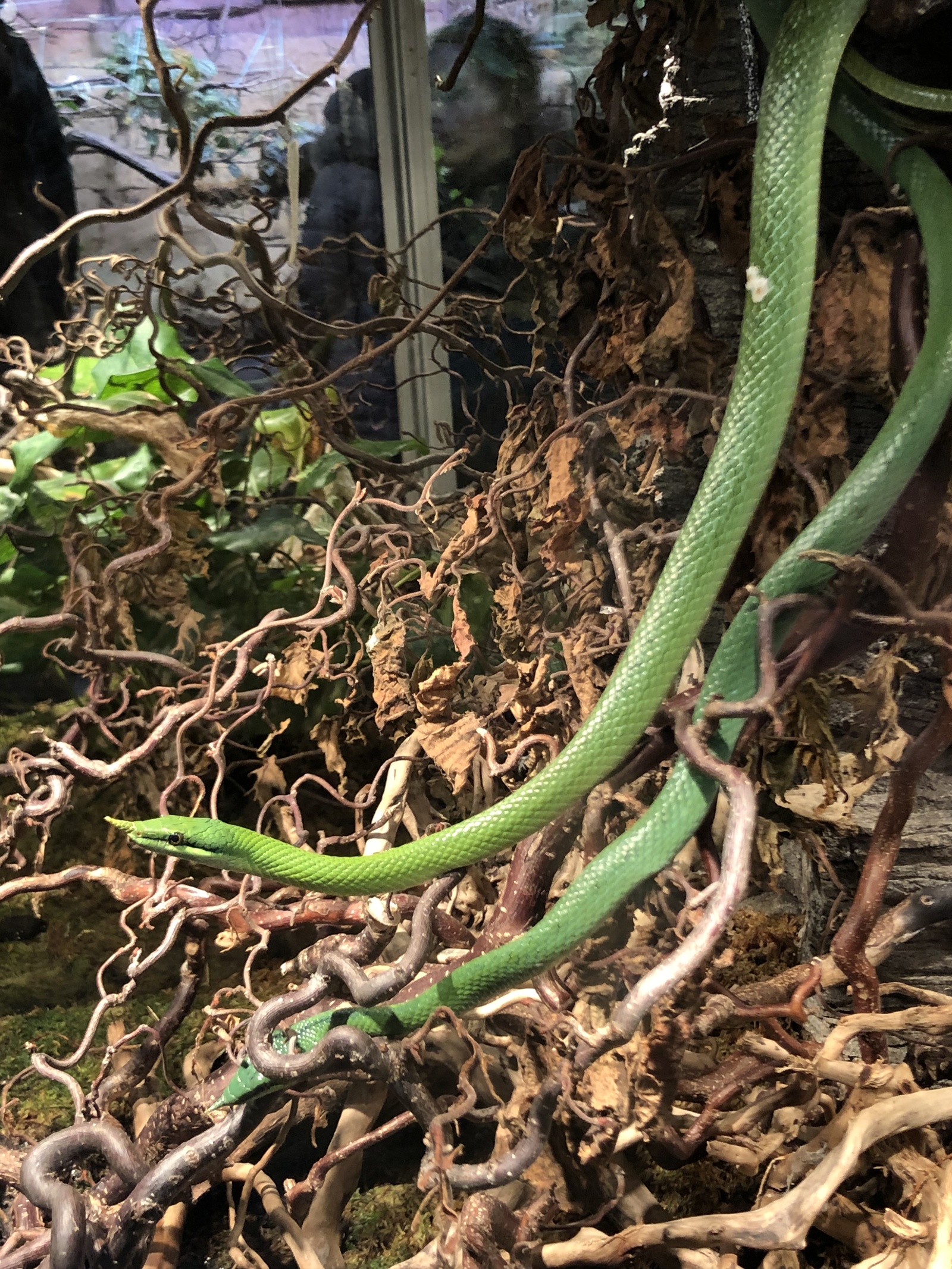 Skansen Terrarium - My, Snake, Insects, Lizard, Nature, Aquarium, Terrarium, Natural history, Animals, Longpost