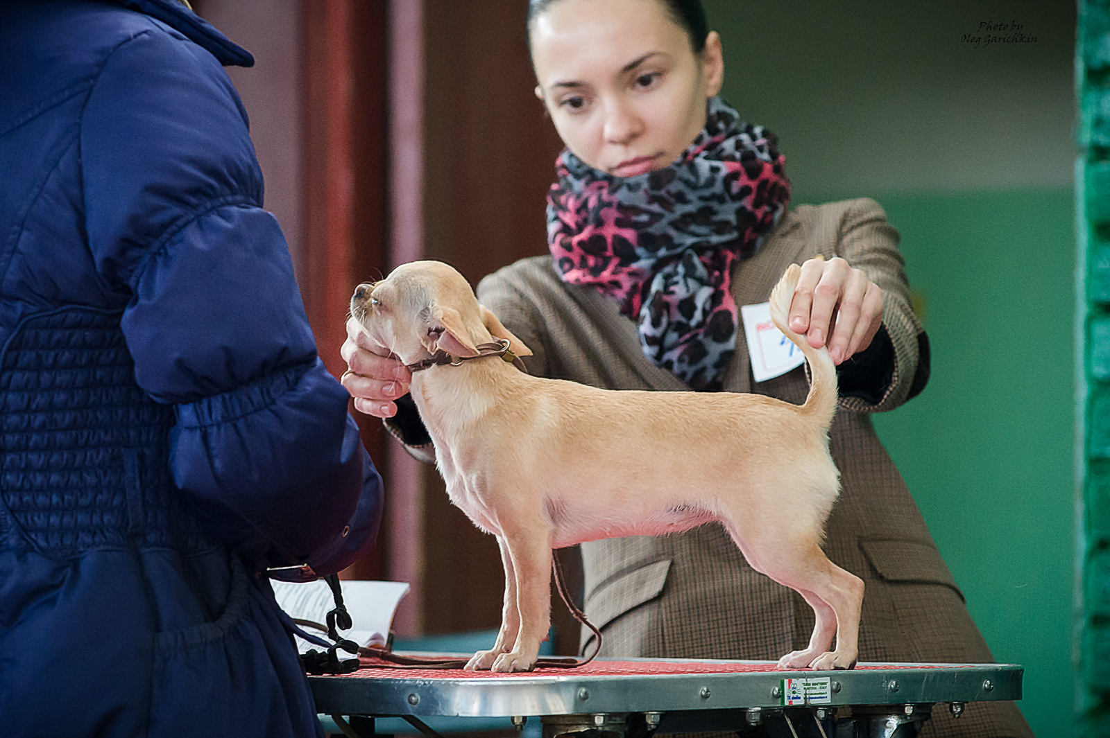 I continue to publish reportage pictures from dog shows that took place in the South of Russia in 2018, pleasant viewing))) - My, Dog, Dogs and people, Exhibition, Dog show, Animalistics, Longpost