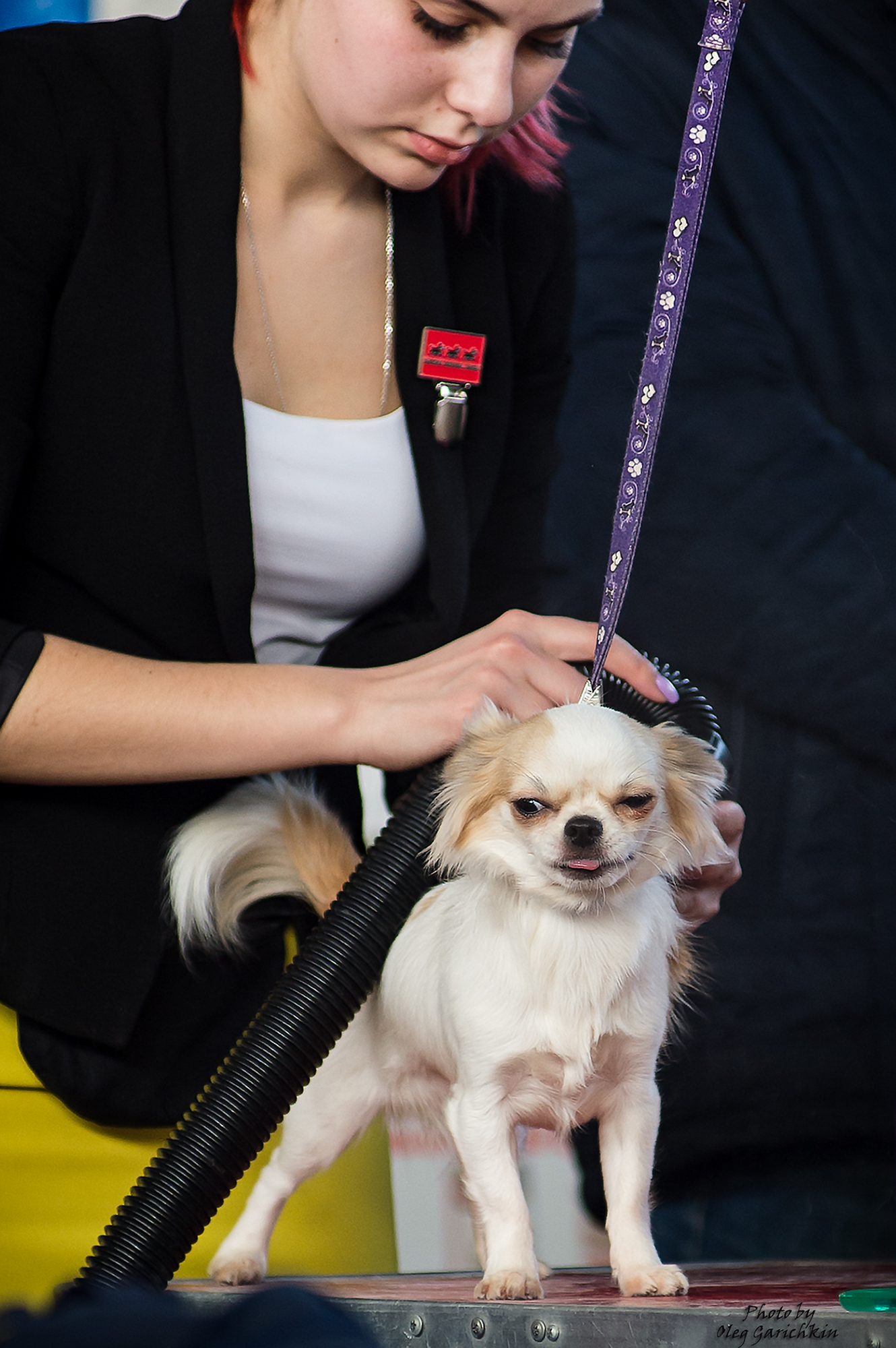 I continue to publish reportage pictures from dog shows that took place in the South of Russia in 2018, pleasant viewing))) - My, Dog, Dogs and people, Exhibition, Dog show, Animalistics, Longpost