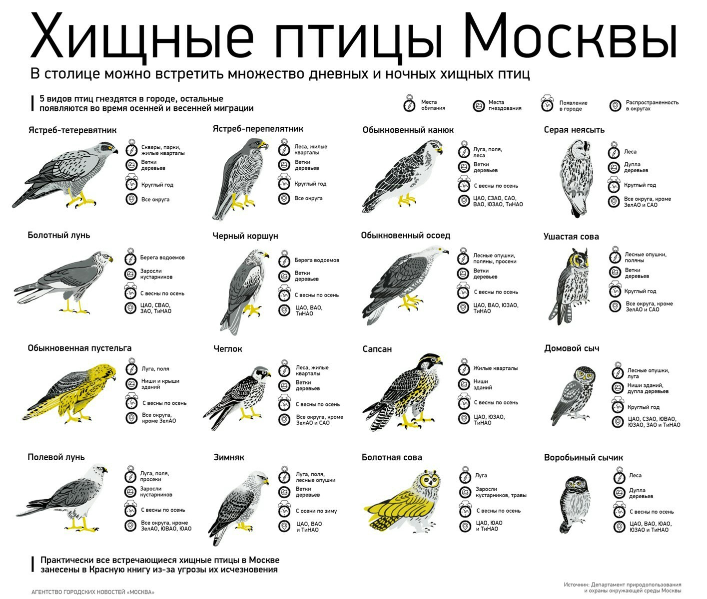 Хищные Птицы России Фото С Названиями