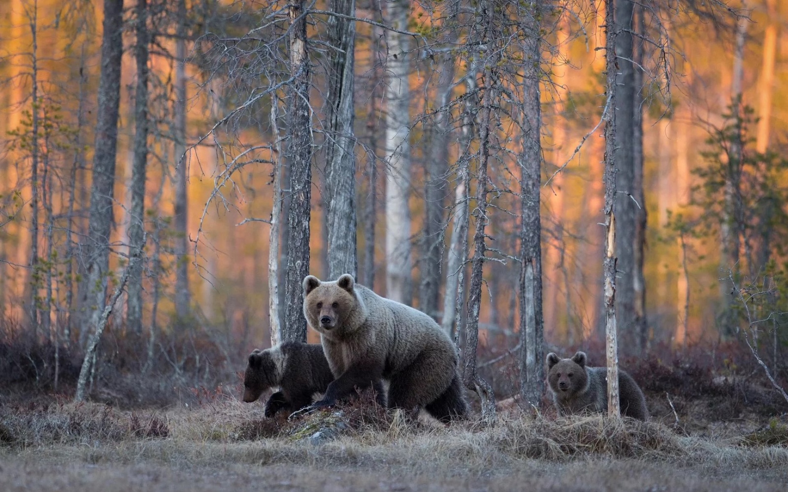 The world in which I live. - My, Longpost, Longtext, Nature, wildlife, The nature of Russia, , Taldom