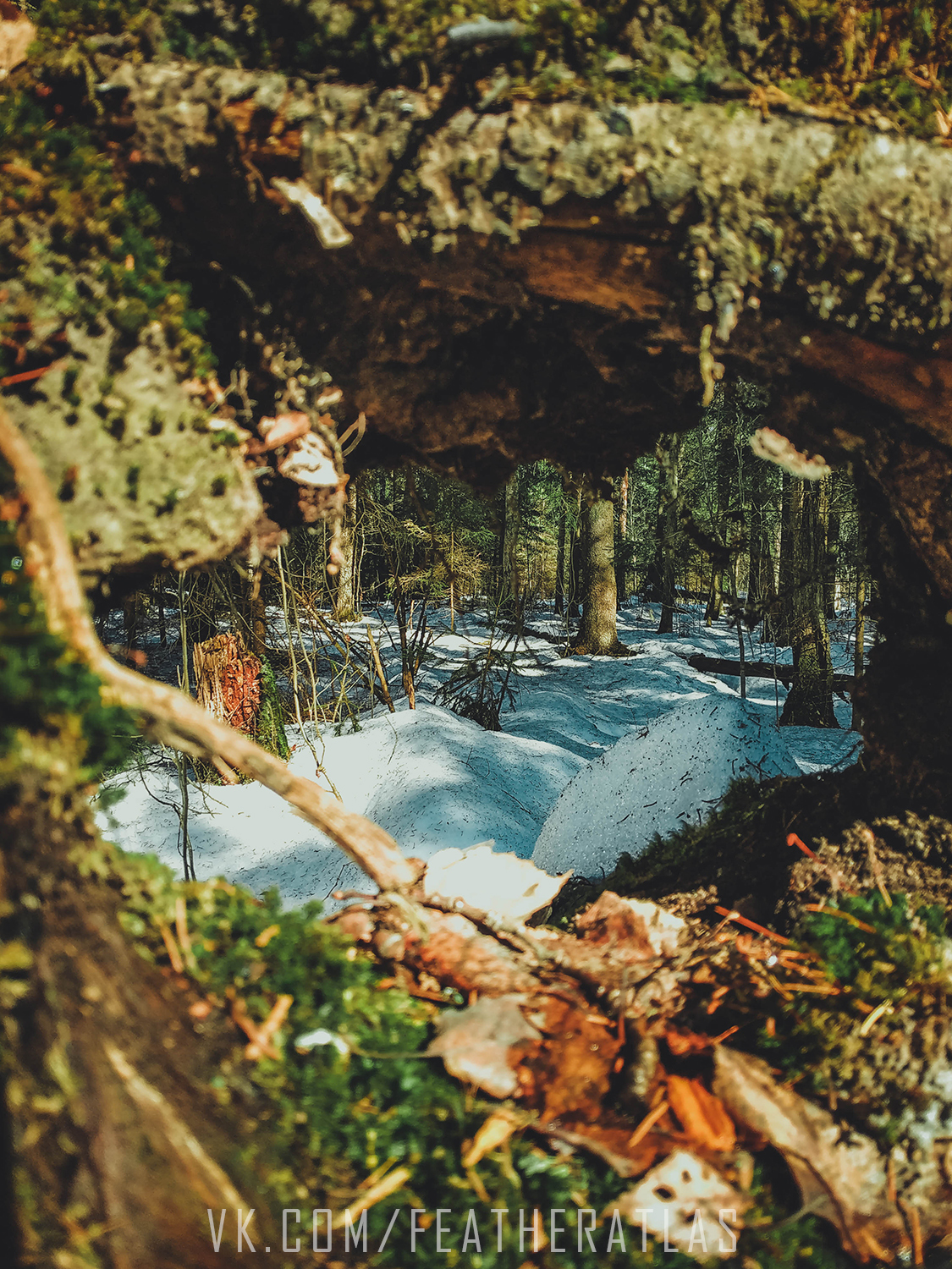 Leaving winter - My, Featheratlas, Nature, The photo, Forest, Spring, Longpost