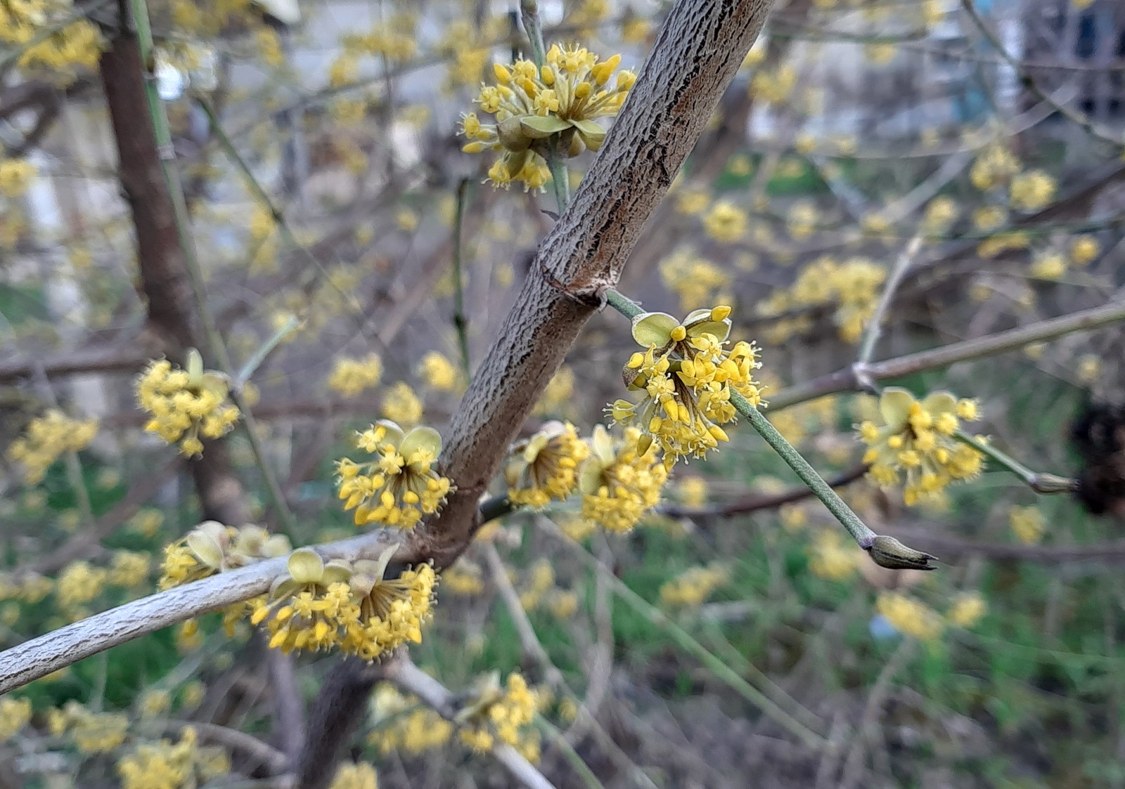 dogwood blossomed - My, Photo on sneaker, Flowers, Spring, Dogwood, Longpost