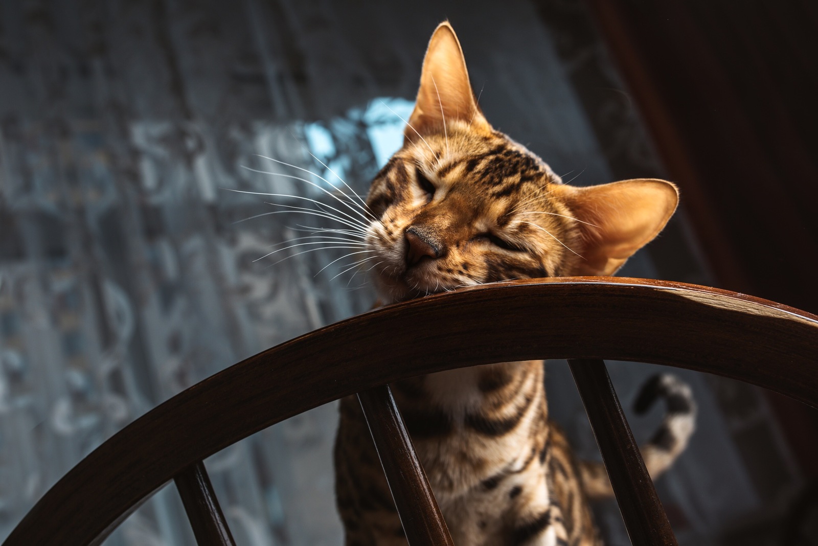 Bengal cat - My, The photo, Bengal cat, Longpost, cat, Pets