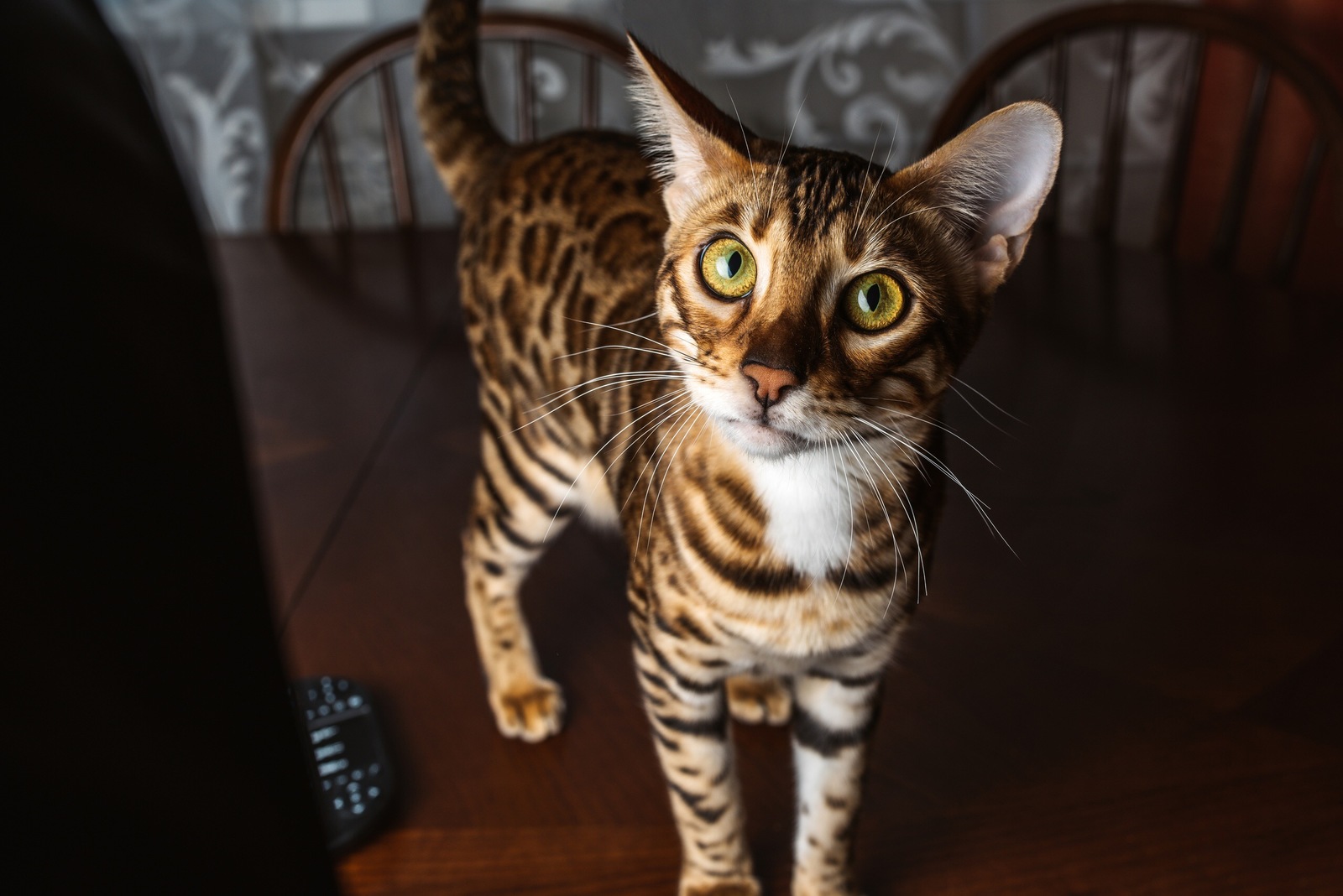 Bengal cat - My, The photo, Bengal cat, Longpost, cat, Pets