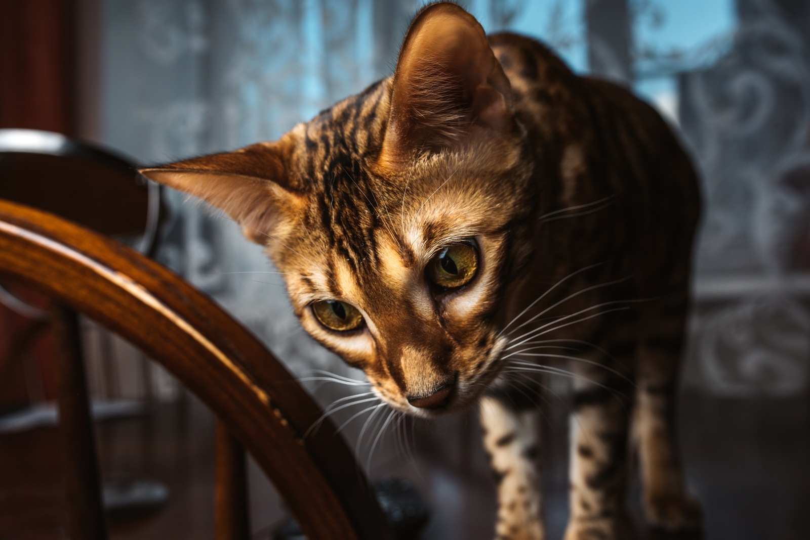 Bengal cat - My, The photo, Bengal cat, Longpost, cat, Pets