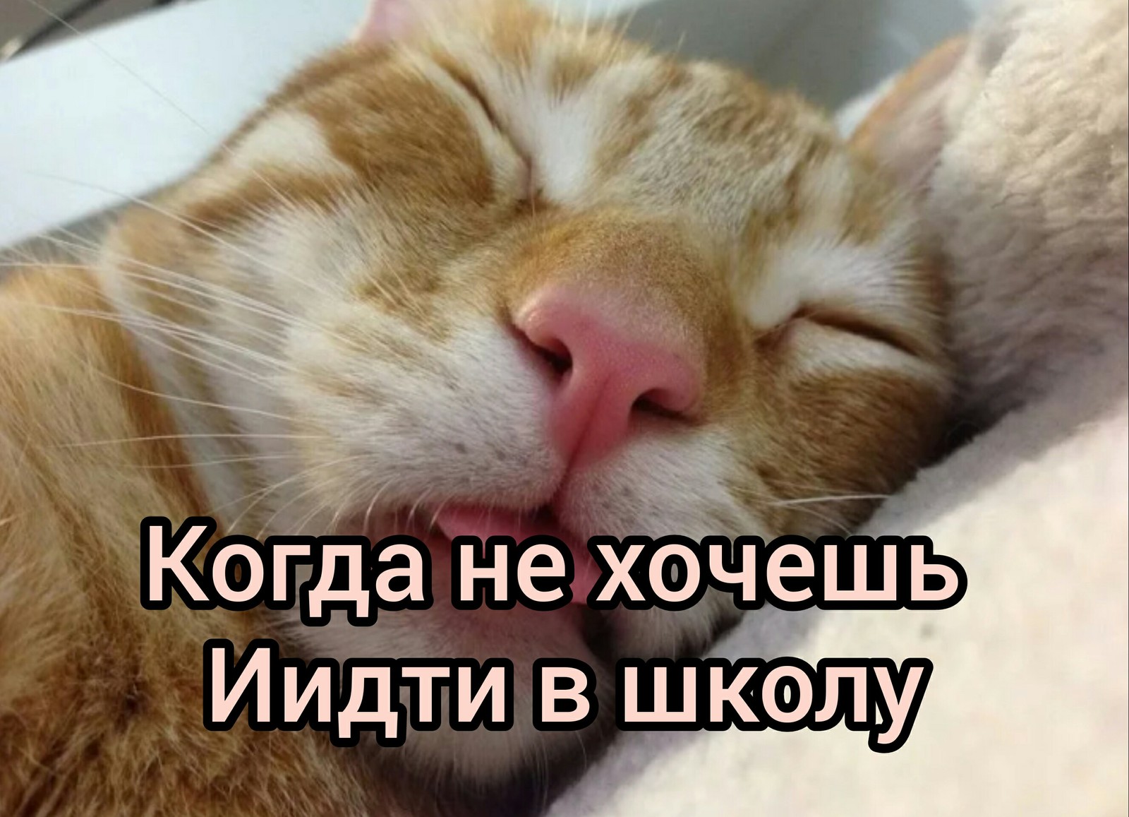 Включи видео cat nap. Спящий кот. Спящие котики. Спящий кот с высунутым языком.