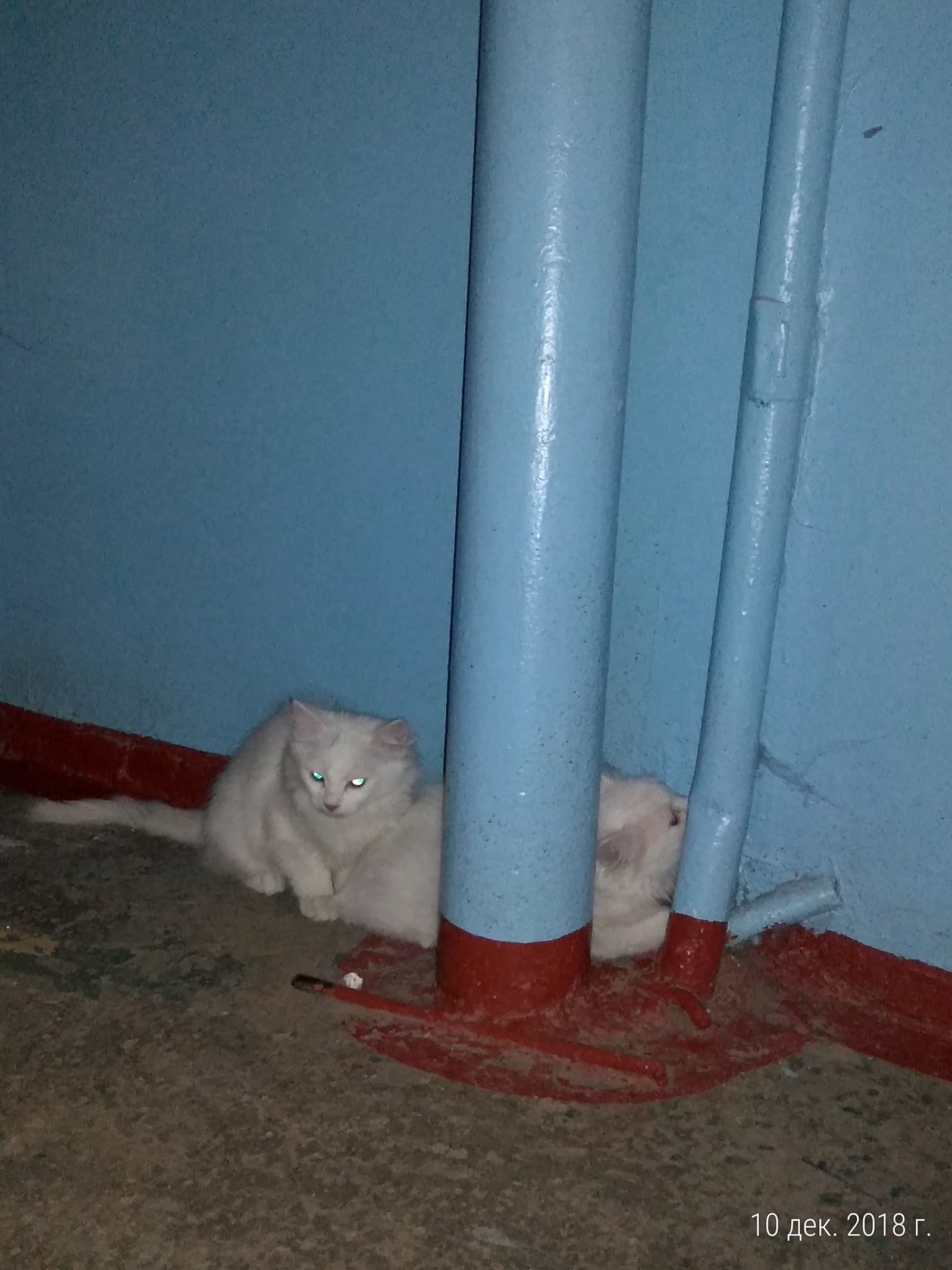 Foundlings - My, Animal Rescue, cat, Longpost, Pets, Belgorod