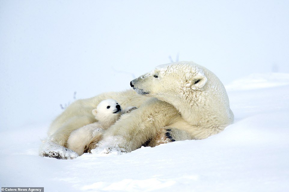 Cute 3 month old white bears play with mom - Polar bear, Bear, Longpost, The Bears