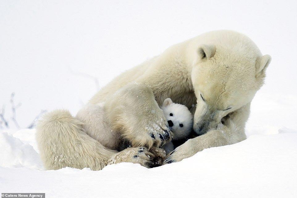 Cute 3 month old white bears play with mom - Polar bear, Bear, Longpost, The Bears