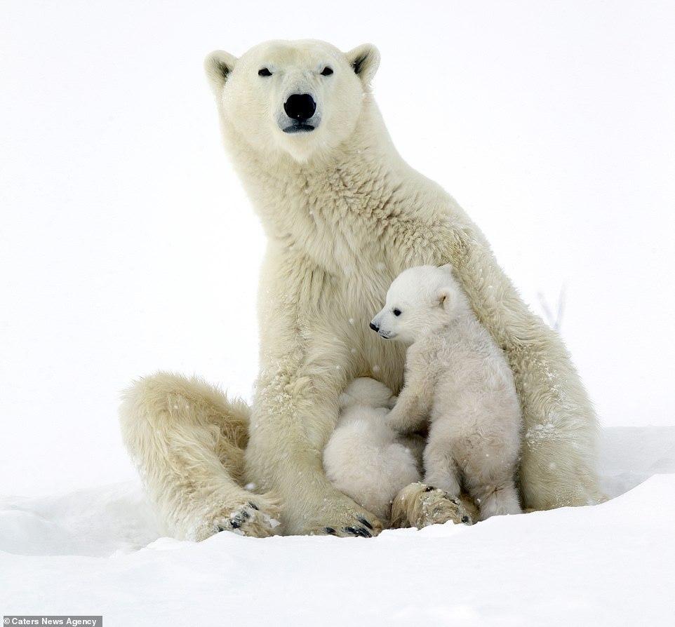 Cute 3 month old white bears play with mom - Polar bear, Bear, Longpost, The Bears