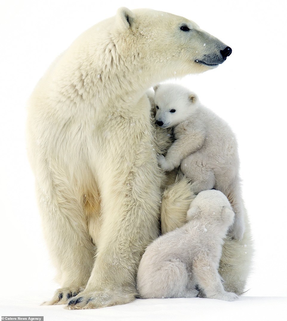 Cute 3 month old white bears play with mom - Polar bear, Bear, Longpost, The Bears