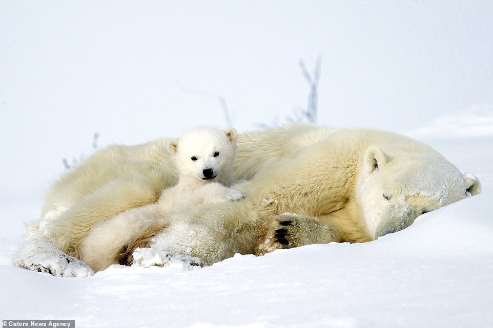 Cute 3 month old white bears play with mom - Polar bear, Bear, Longpost, The Bears