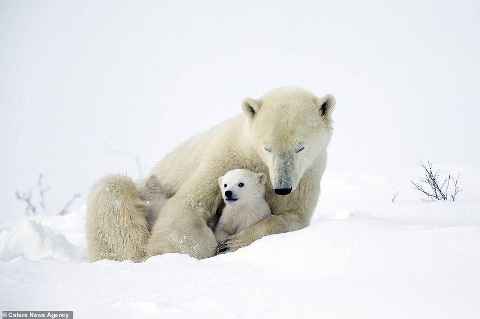 Cute 3 month old white bears play with mom - Polar bear, Bear, Longpost, The Bears