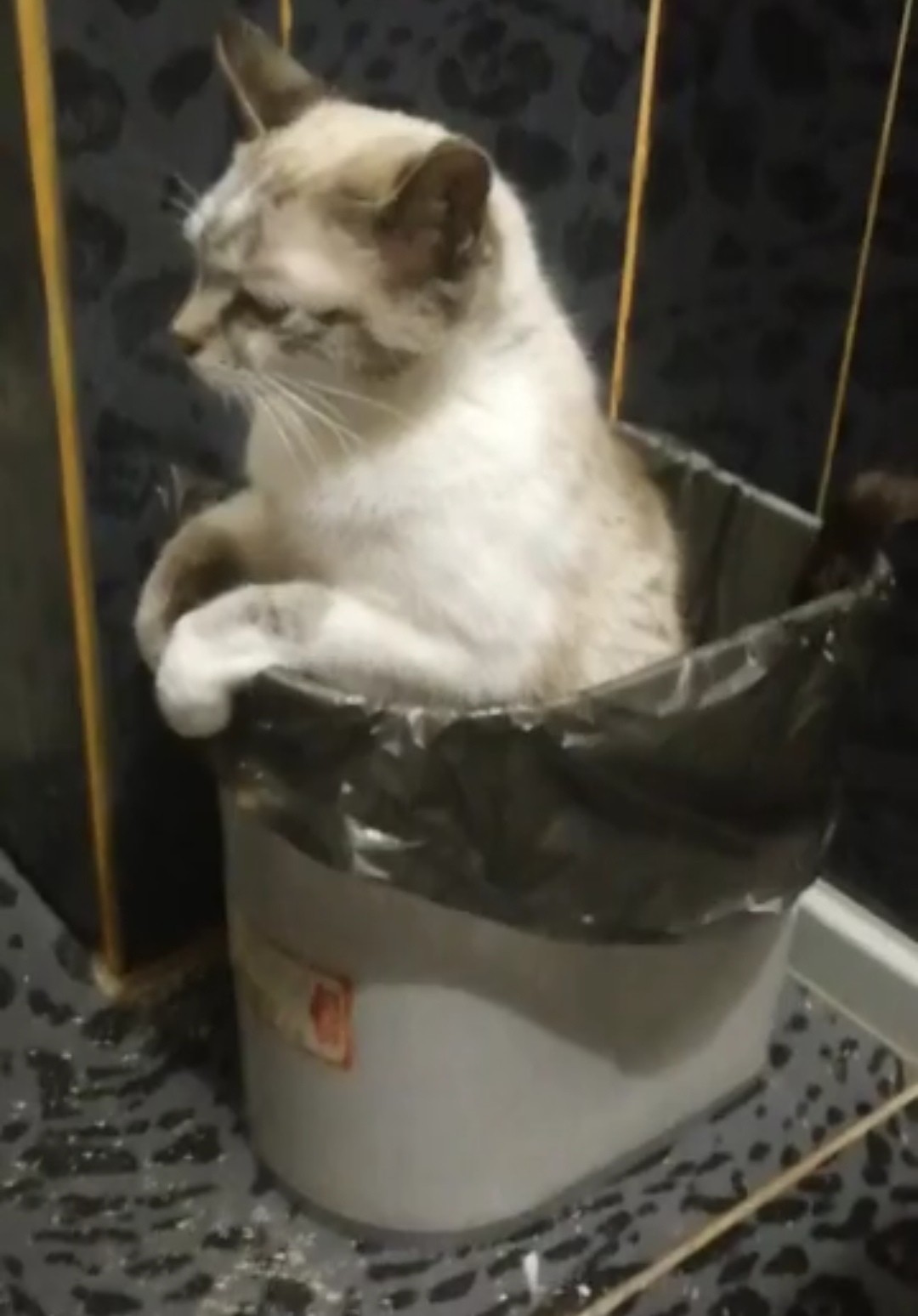 Кошка ходит в лоток стоя!))) | Пикабу