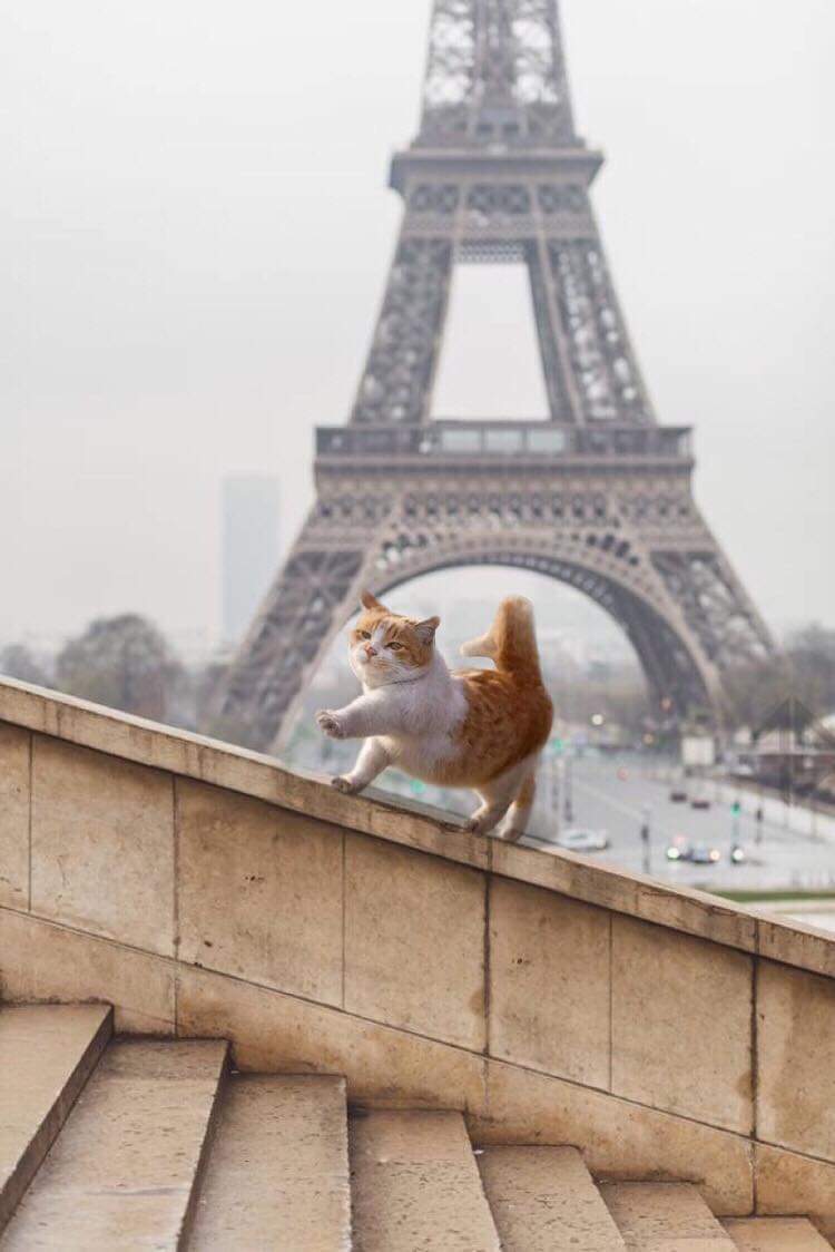 Я здесь главный экспонат! - Париж, Кот, Эйфелева башня, Фотография, Фотошоп мастер, Домашние животные