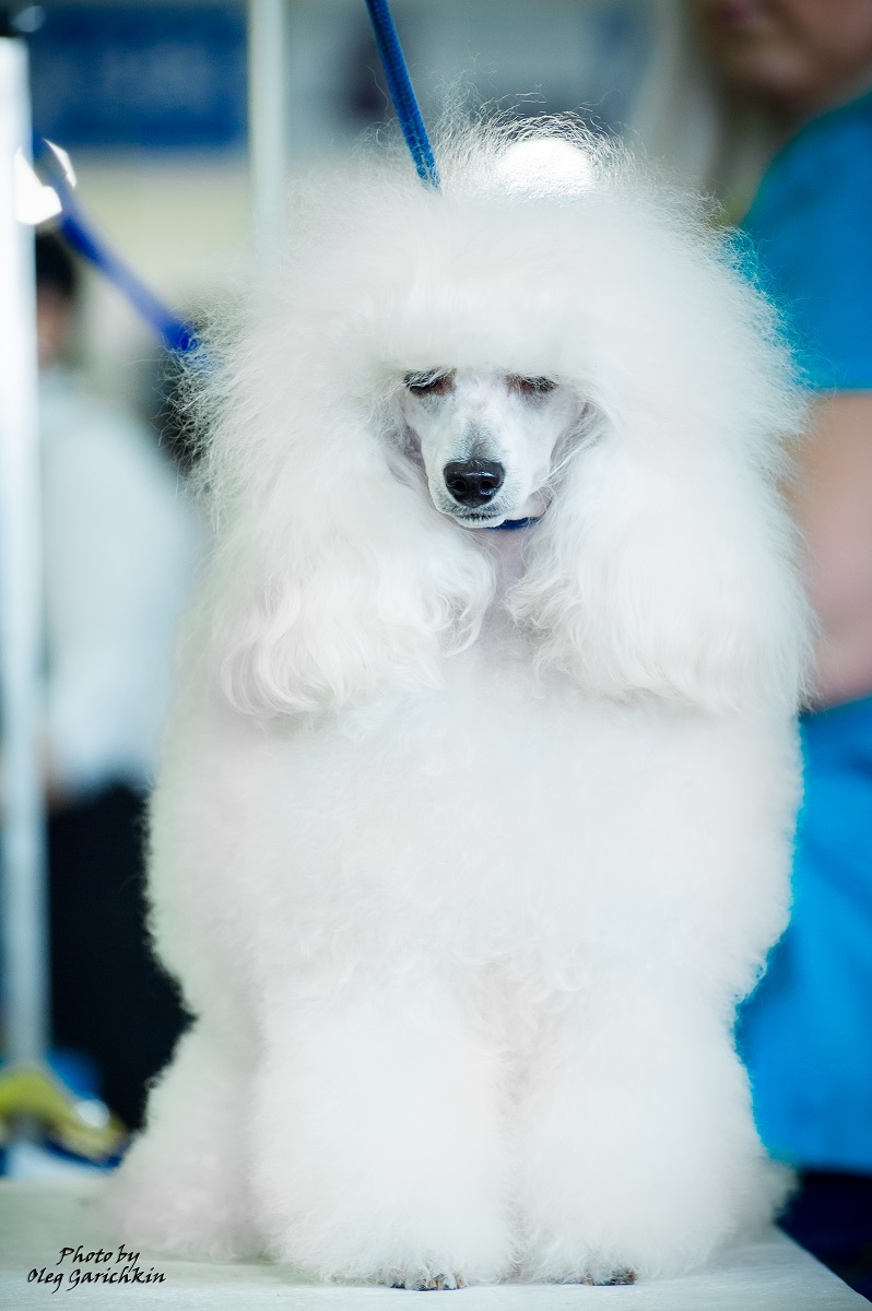 A new series of reportage shots from dog shows held in the South of Russia in 2018, enjoy watching))) - My, Dog, Dogs and people, Dog breeds, Dog show, Animalistics, Longpost, Pets