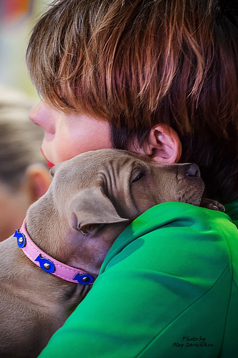 A new series of reportage shots from dog shows held in the South of Russia in 2018, enjoy watching))) - My, Dog, Dogs and people, Dog breeds, Dog show, Animalistics, Longpost, Pets