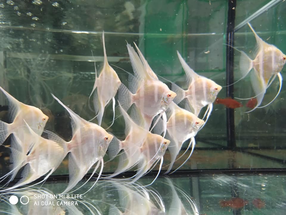 angelfish - Aquarium, Aquarium fish, Pets