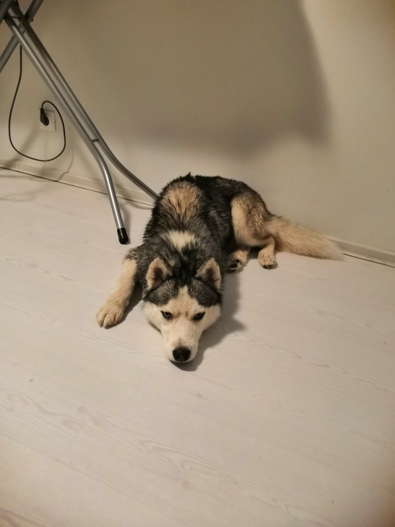 Found husky Saint Petersburg [Owner found] - No rating, Husky, Found a dog, Saint Petersburg, Longpost, Dog