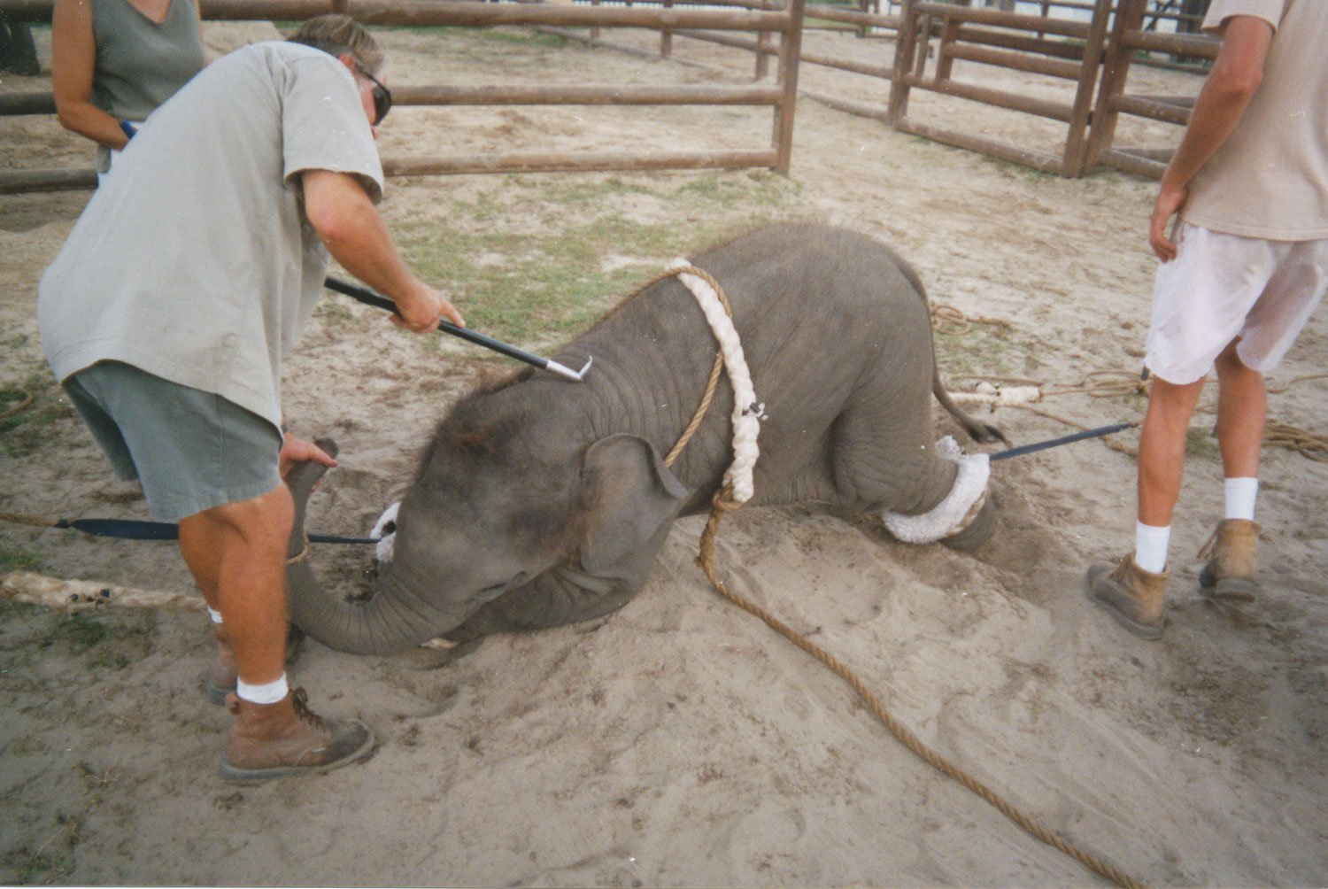 Circus is a celebration of violence, the ticket price of which is animal torture - My, Longpost, Animals, Circus, GIF