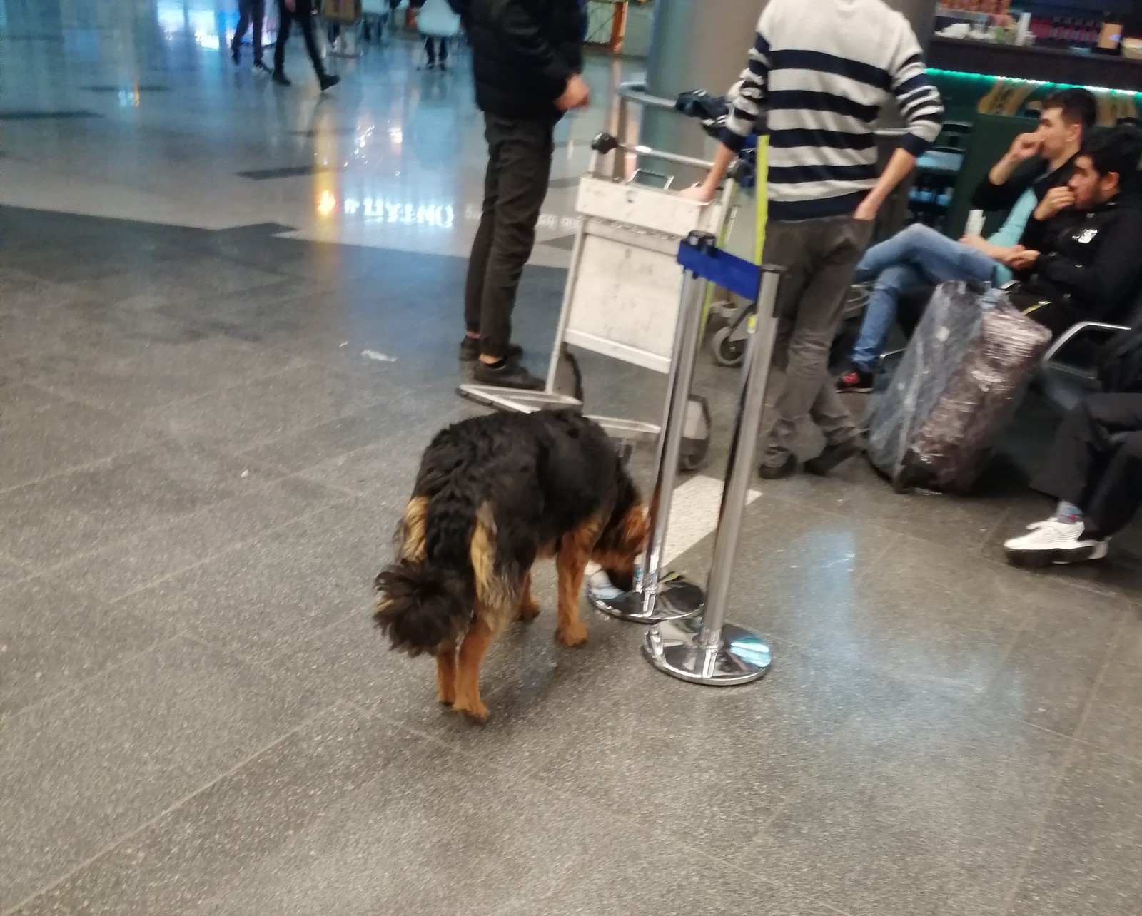 Safety in Vnukovo and a little in Pulkovo - My, Safety, Vnukovo, Pulkovo, Dog, Police, Longpost, Pets