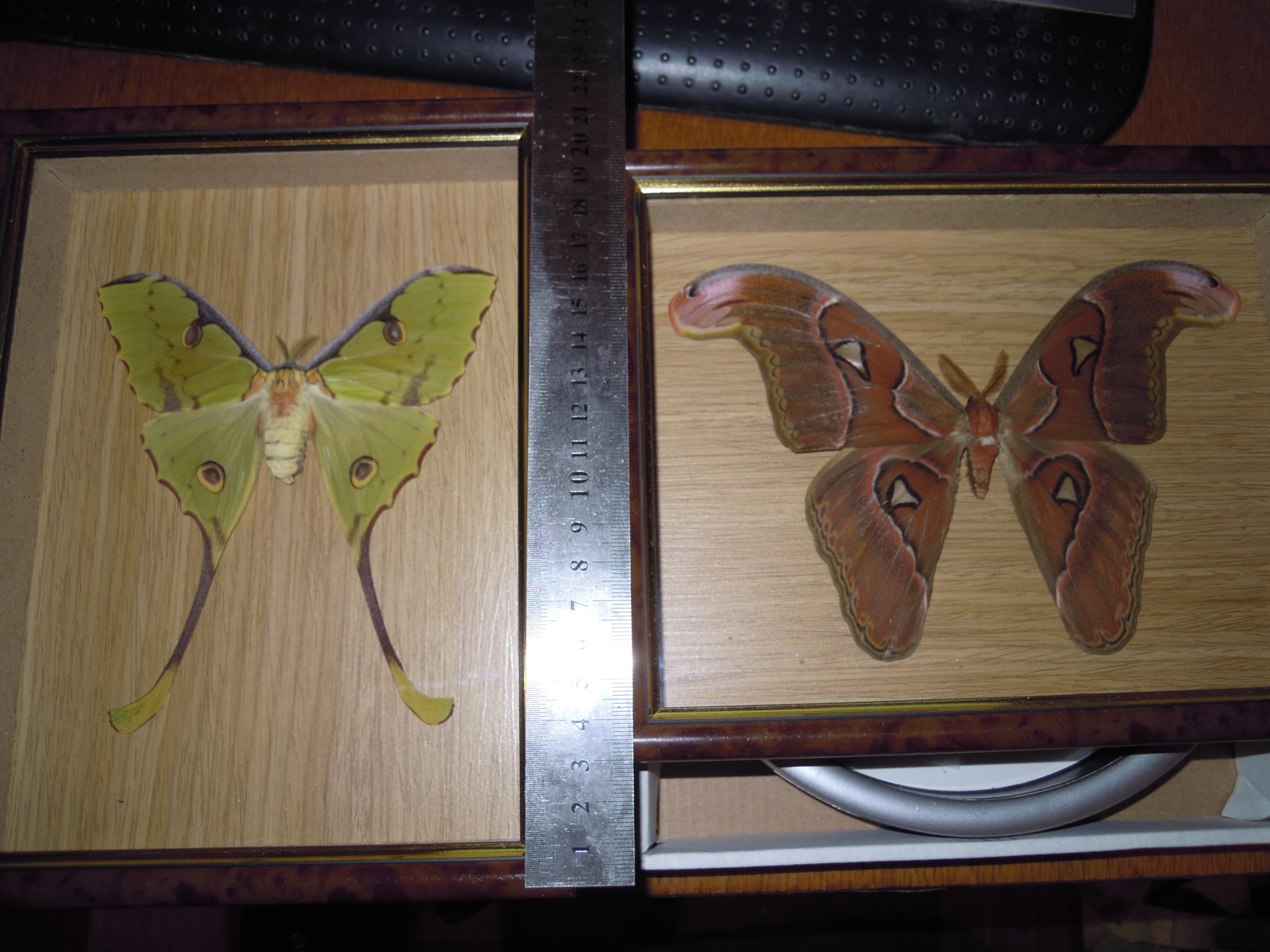 Butterflies within Argema mimosae and Attacus lorquini - My, Needlework without process, Butterfly, Nature, Tropics