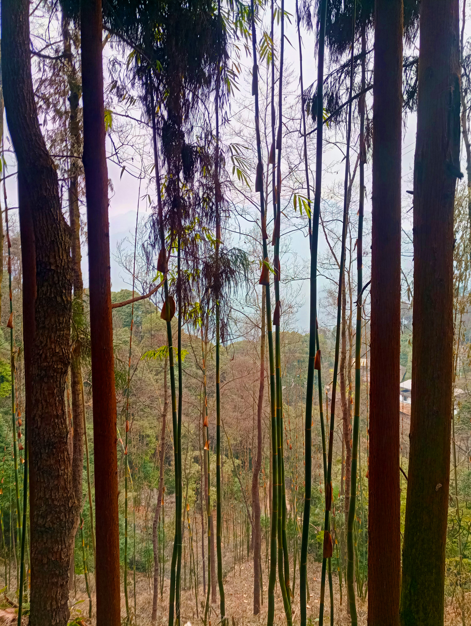 Travel in China. Sacred Mount Emeishan (Part One) - My, China, Travels, Nature, Reserve, Sichuan, UNESCO Heritage Site, Reportage, beauty, Longpost, Reserves and sanctuaries