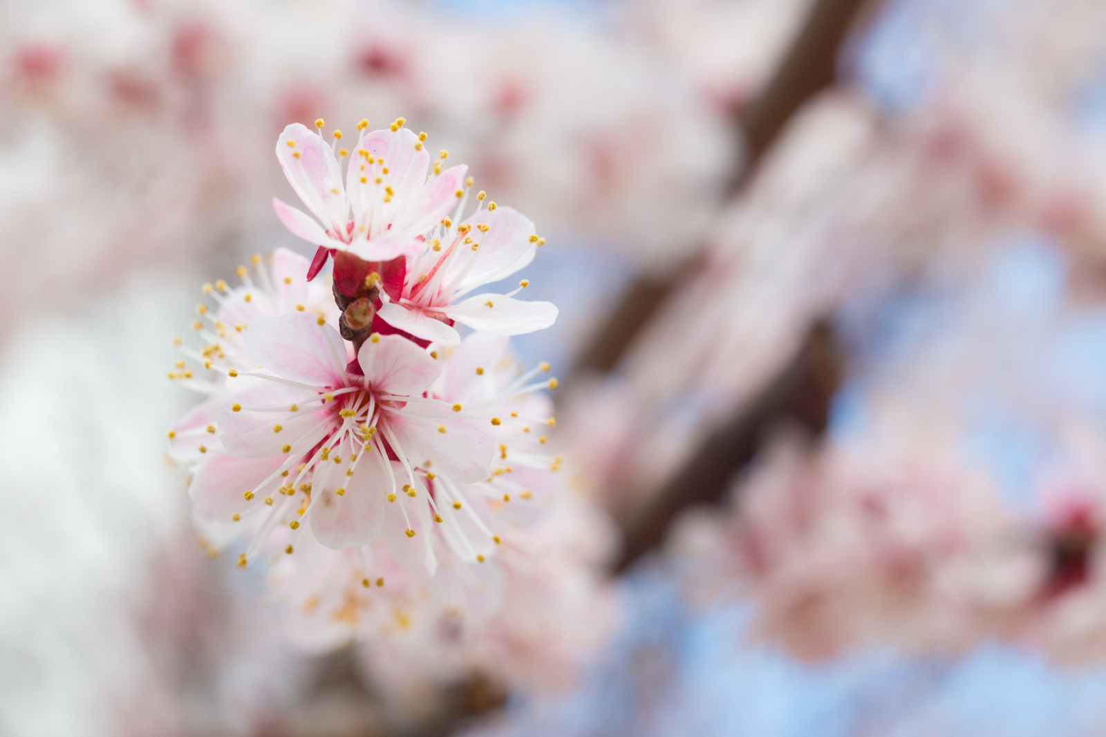 apricot blossom - My, The photo, Flowers, Apricot, Spring, Longpost