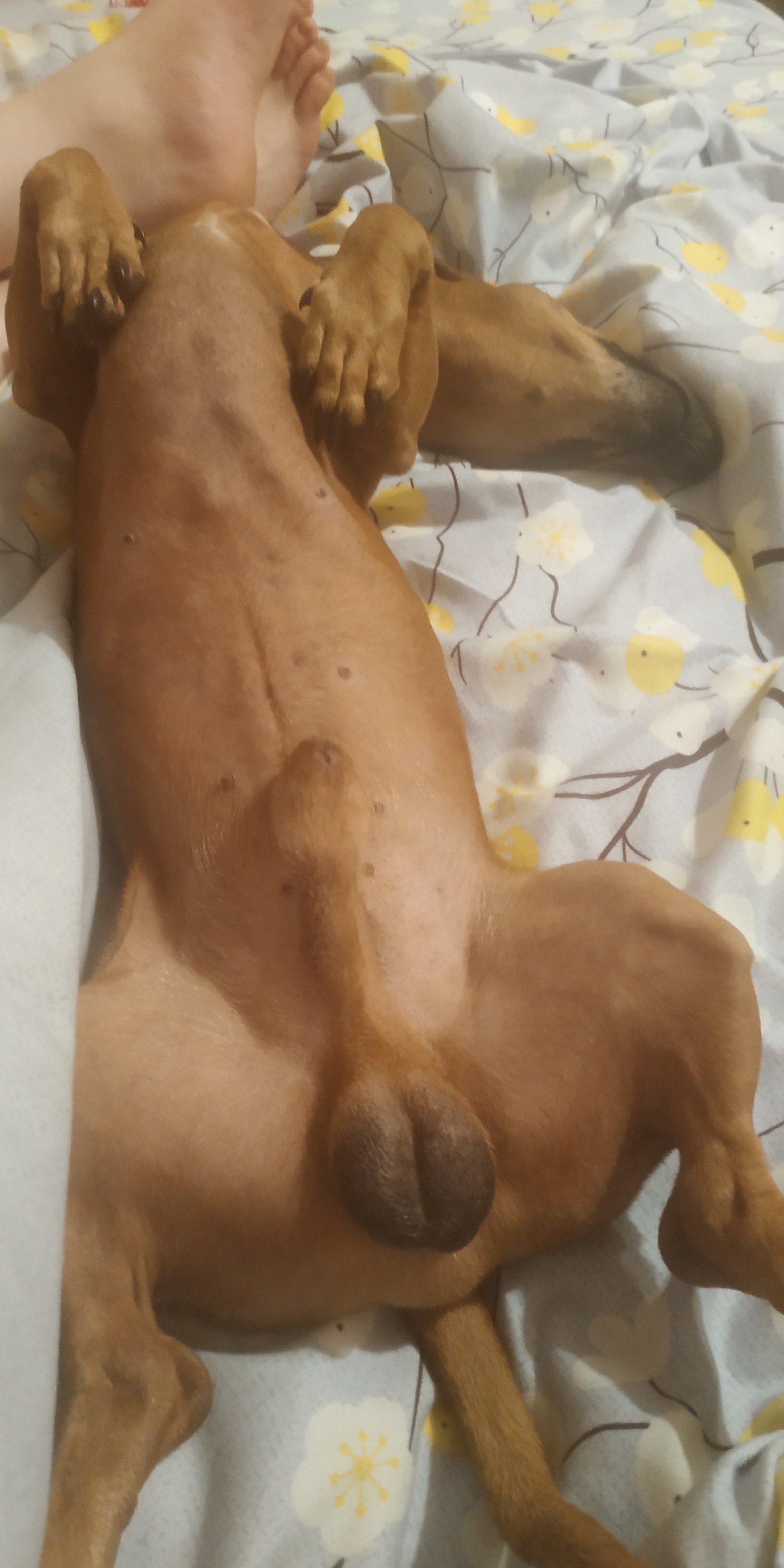 Our strange dog - My, Humor, Dachshund, Dog, Friend of human, Longpost, Pets