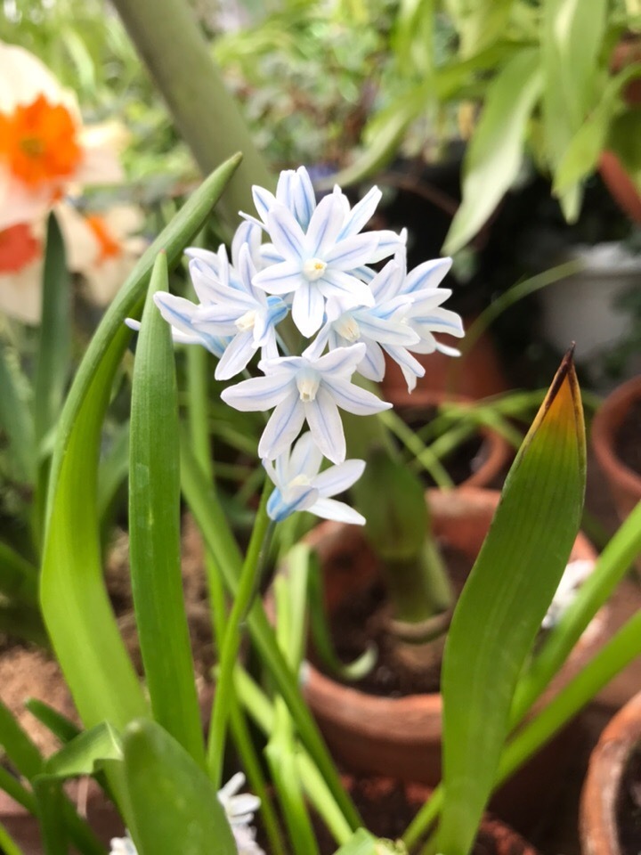 Flowers. - The photo, Flowers, Snowdrops, Longpost, Snowdrops flowers