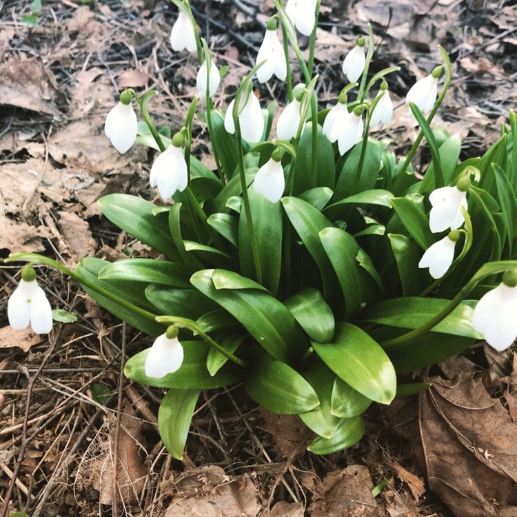 Flowers. - The photo, Flowers, Snowdrops, Longpost, Snowdrops flowers