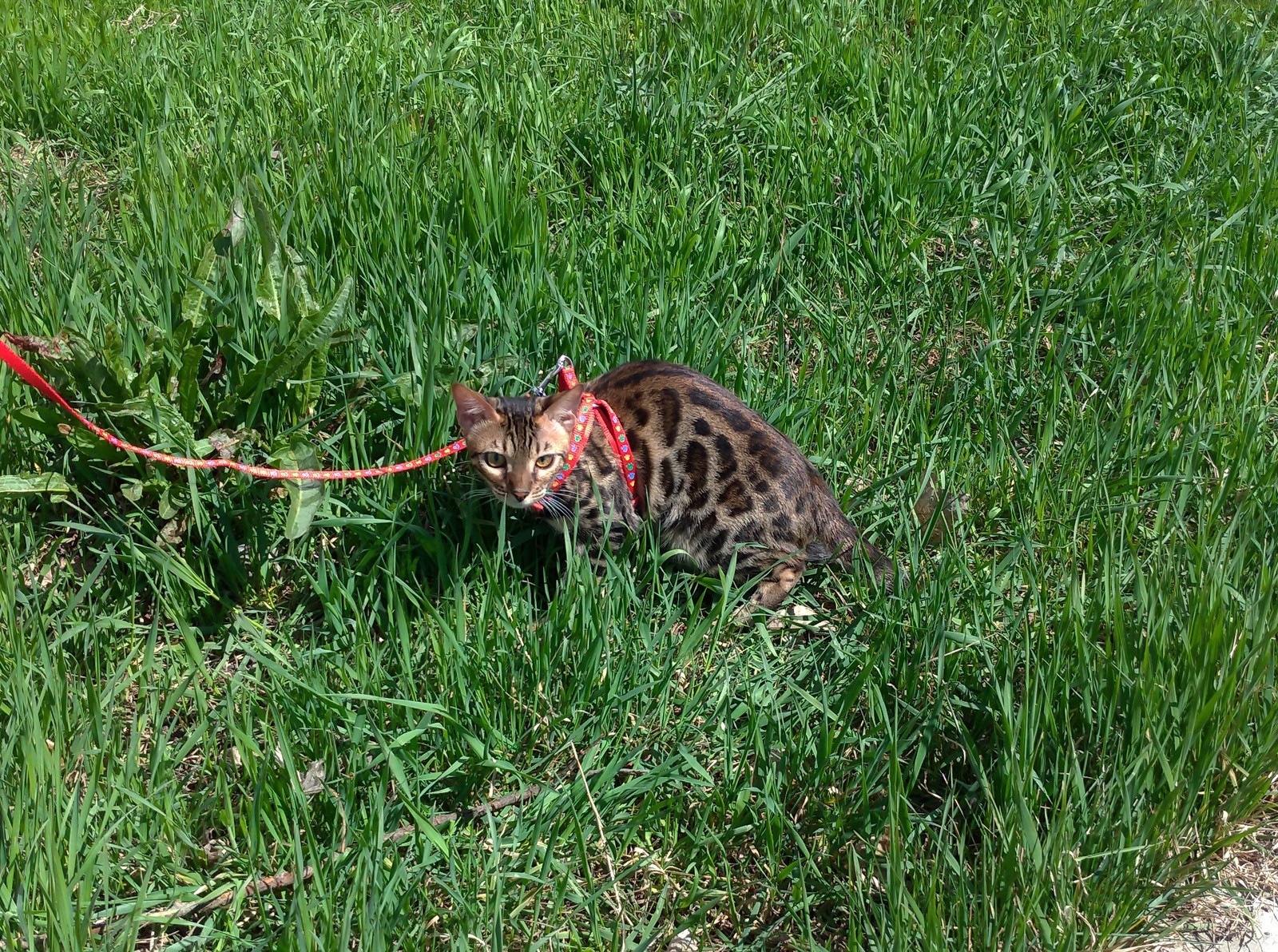 First walk - My, cat, Catomafia, Bengal cat, Milota, Birthday, Longpost, Fasting April 1, 2019