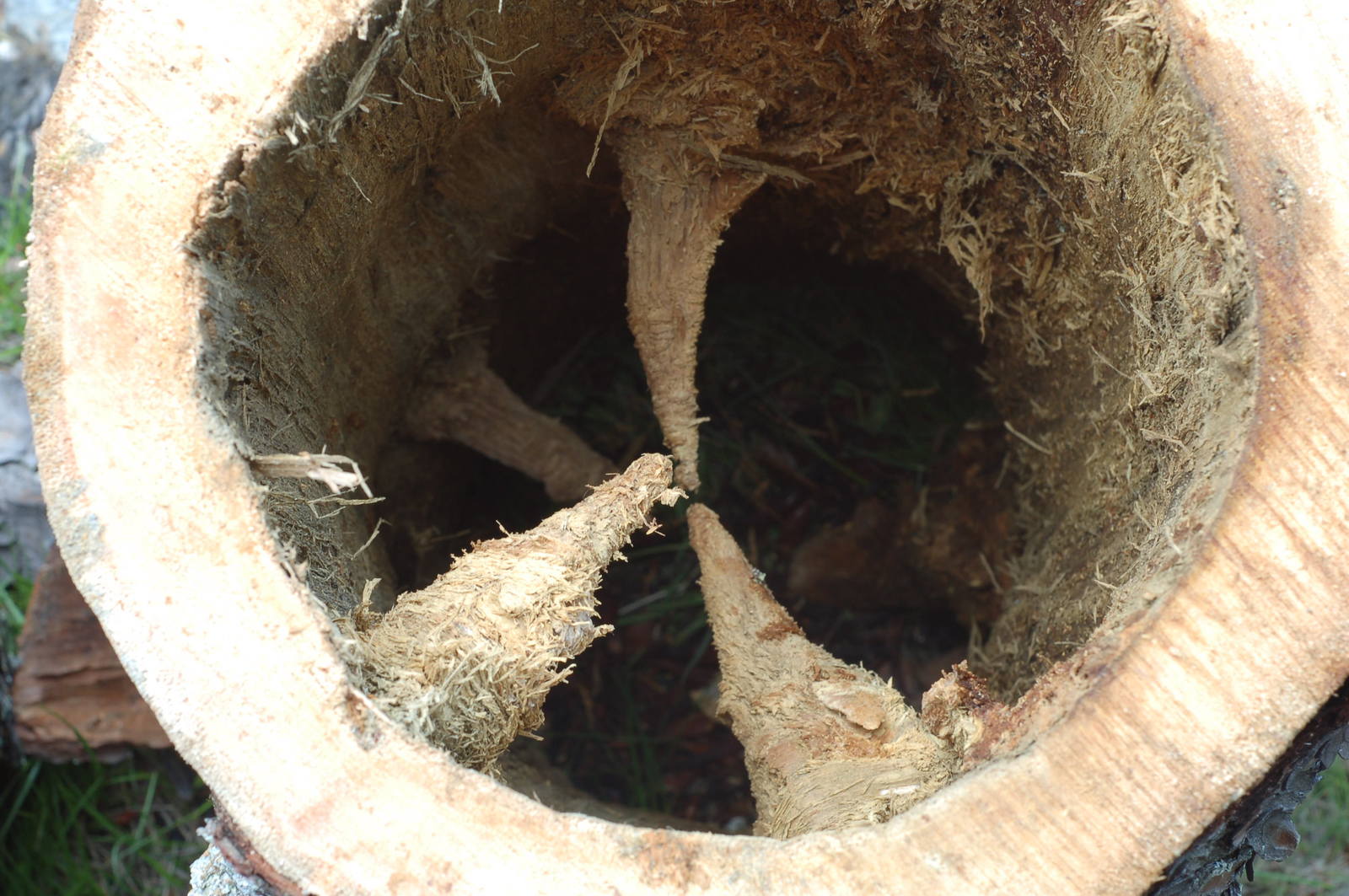 Pine branches. Inside view. - My, The photo, Tree