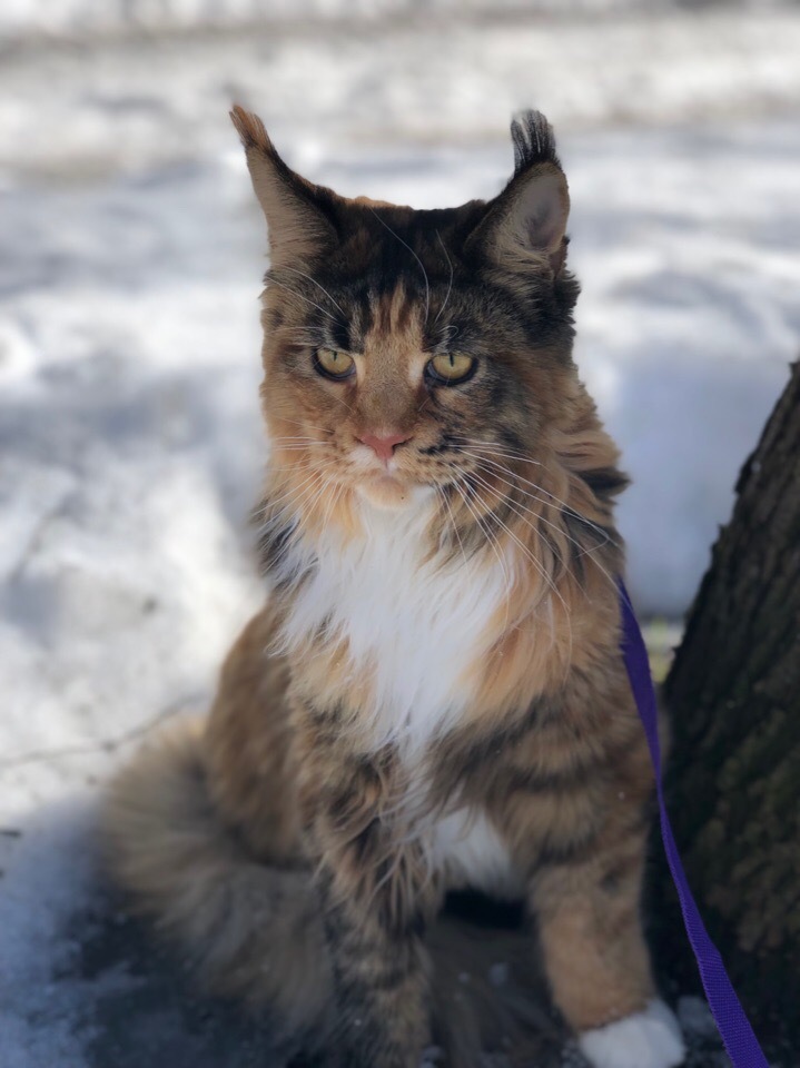 Maine coon for a walk, kitten 9 months old. - My, Maine Coon, Walk, cat, Pets