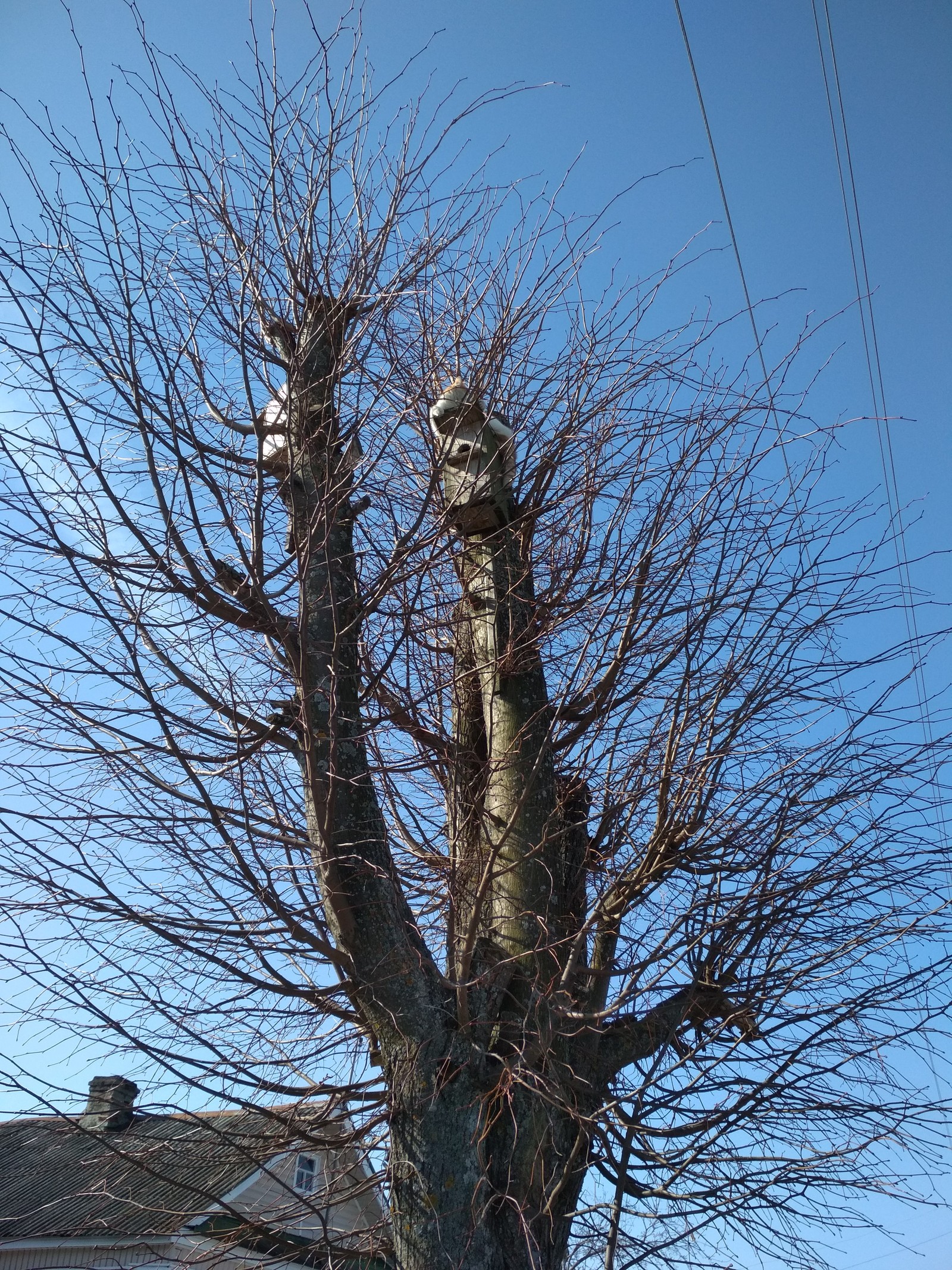 Starlings have arrived - My, March cats, Birdhouse, Longpost, cat