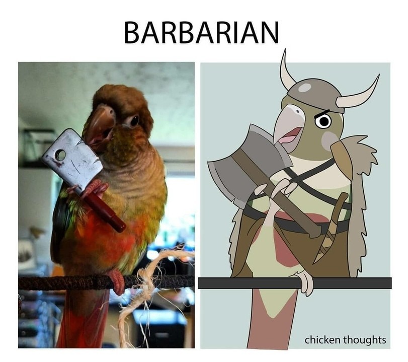 And what is your class? - A parrot, Class, Longpost, Pets, Dungeons & dragons