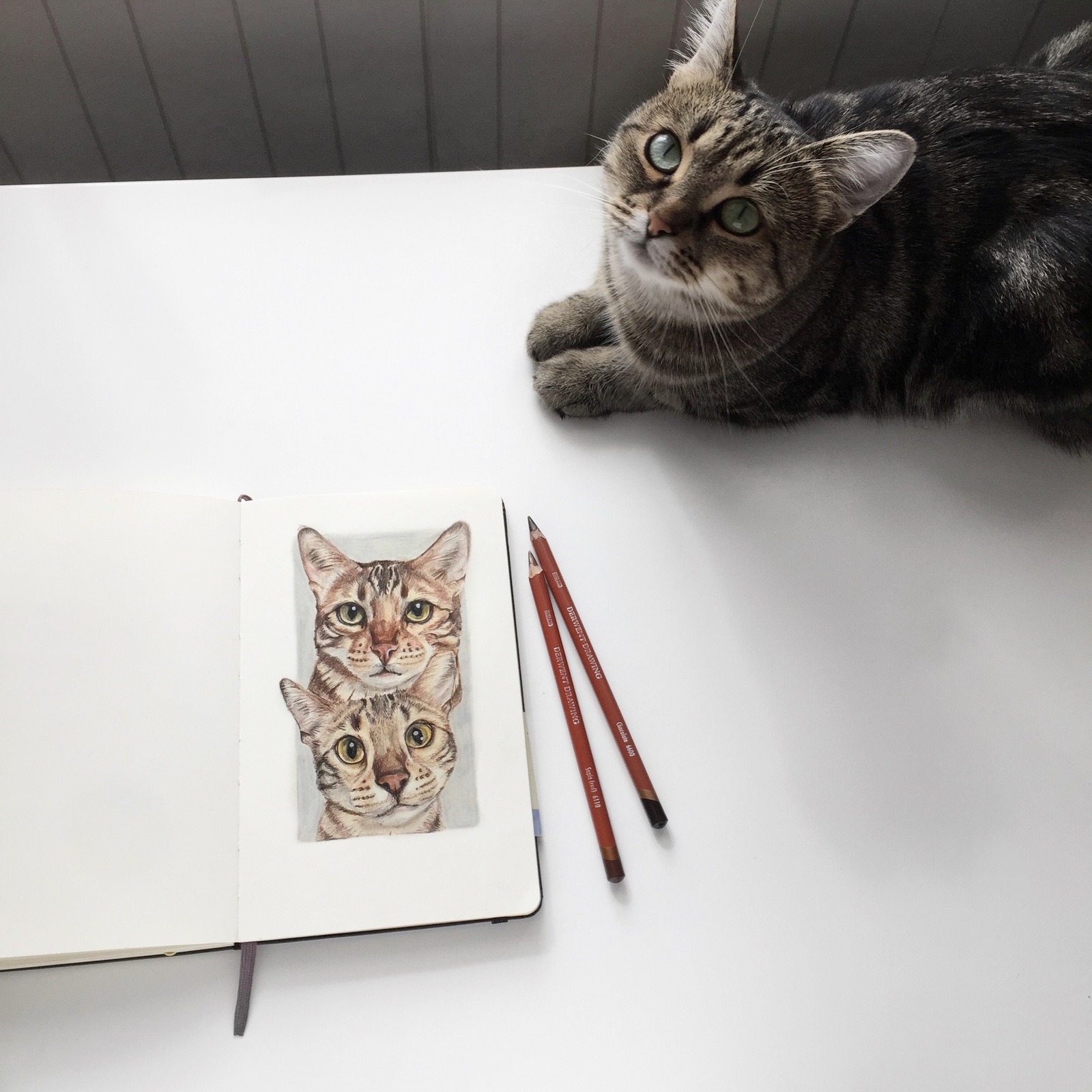 Kittens and dogs. Colour pencils. - My, cat, Dog, Portrait, Art, Longpost, Drawing, Colour pencils, Animalistics, Animals