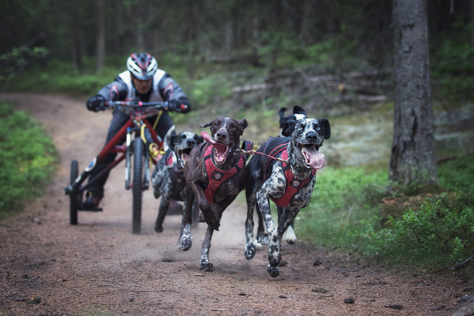 Fast Dogs (Part 2) - My, Dog, Riding sports, The photo, Longpost, Pets