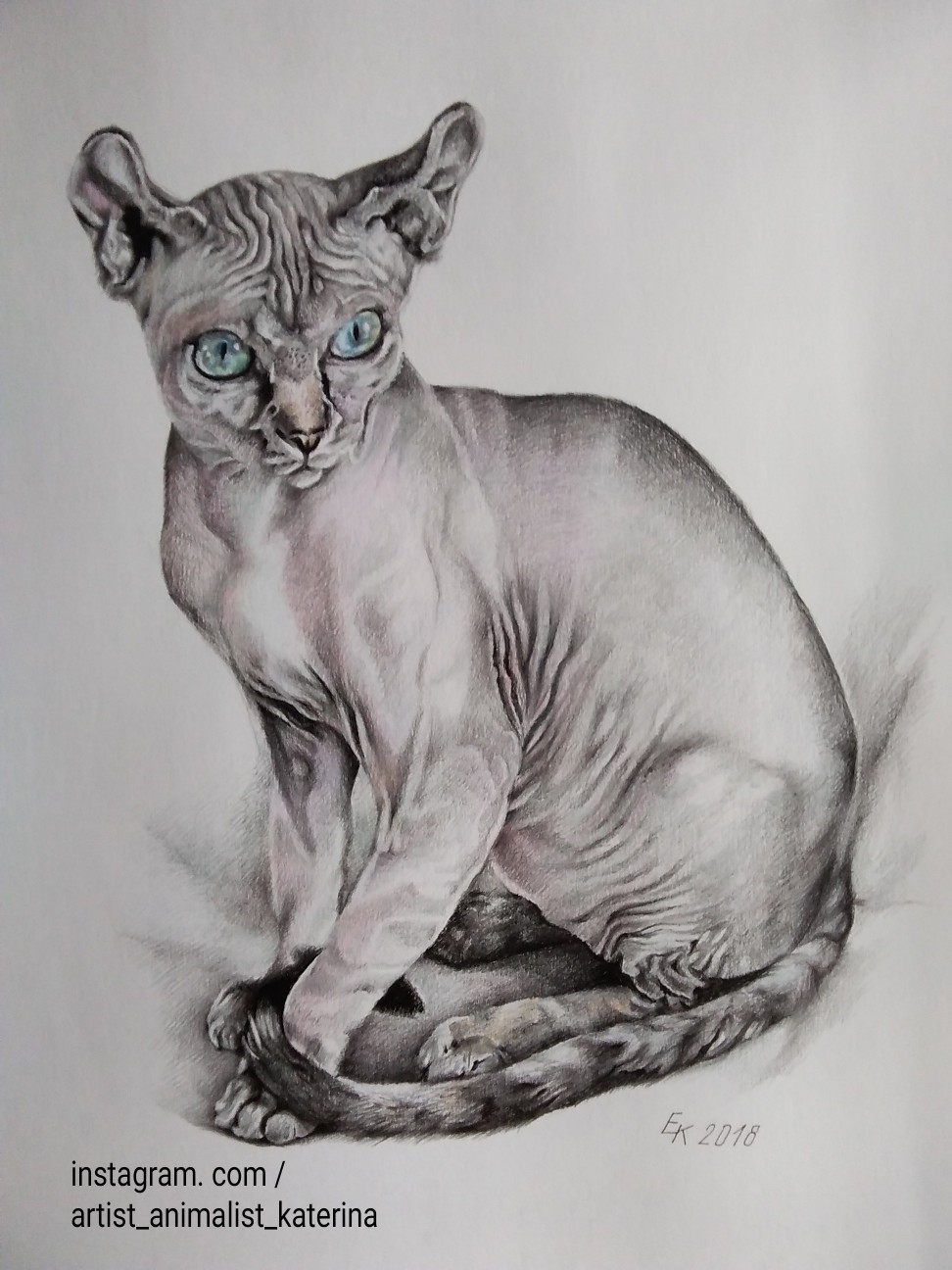 Greetings, dear members of the group! I draw in graphic technique with colored pencils. Part 1. - My, Portrait, cat, Drawing, Longpost