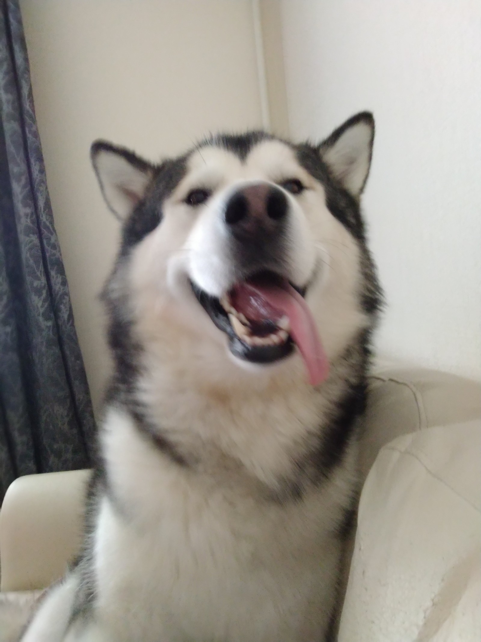 Malamute and selfie. - My, Alaskan Malamute, Selfie, Friend of human, Longpost