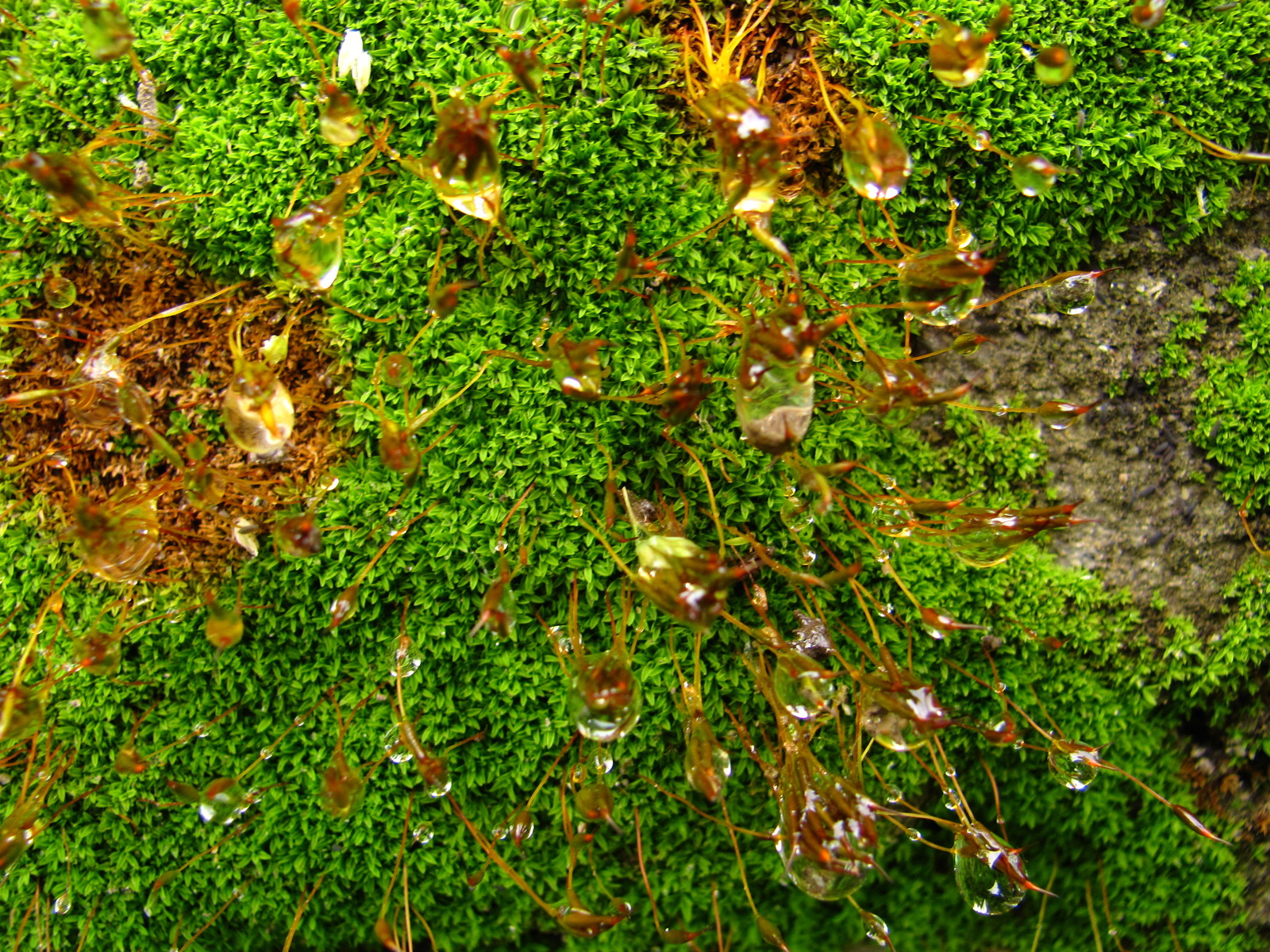 Aliens - My, Spring, Moss, Rain, , Beginning photographer, Longpost