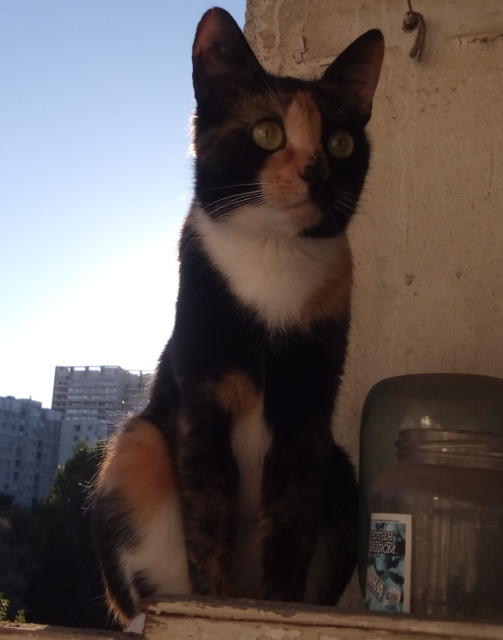 I will share my cat. - My, Tricolor cat, Pets, Longpost, cat, The photo