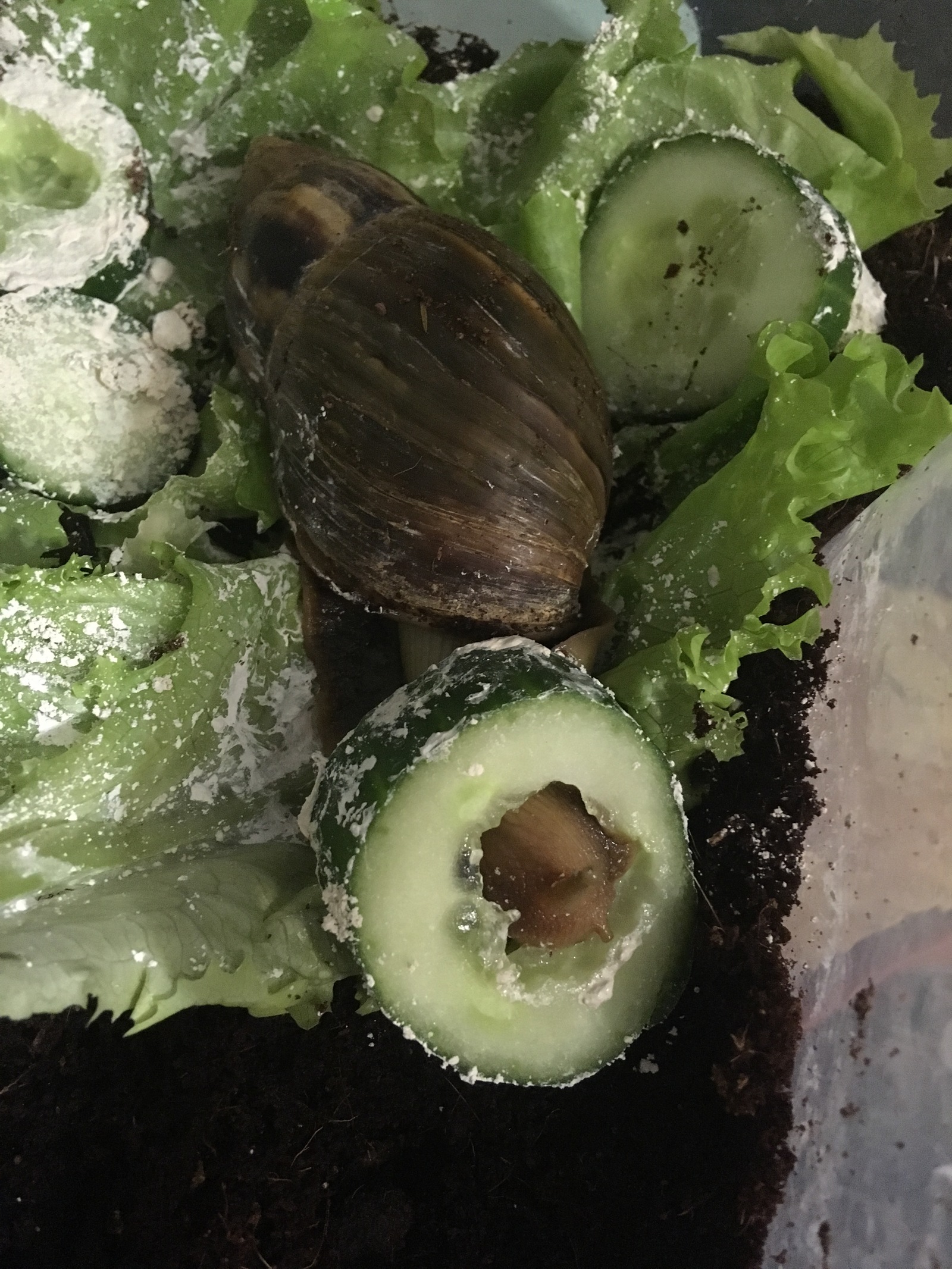 About pets. My snails. long post - My, Pet, Snail, Longpost, Pets